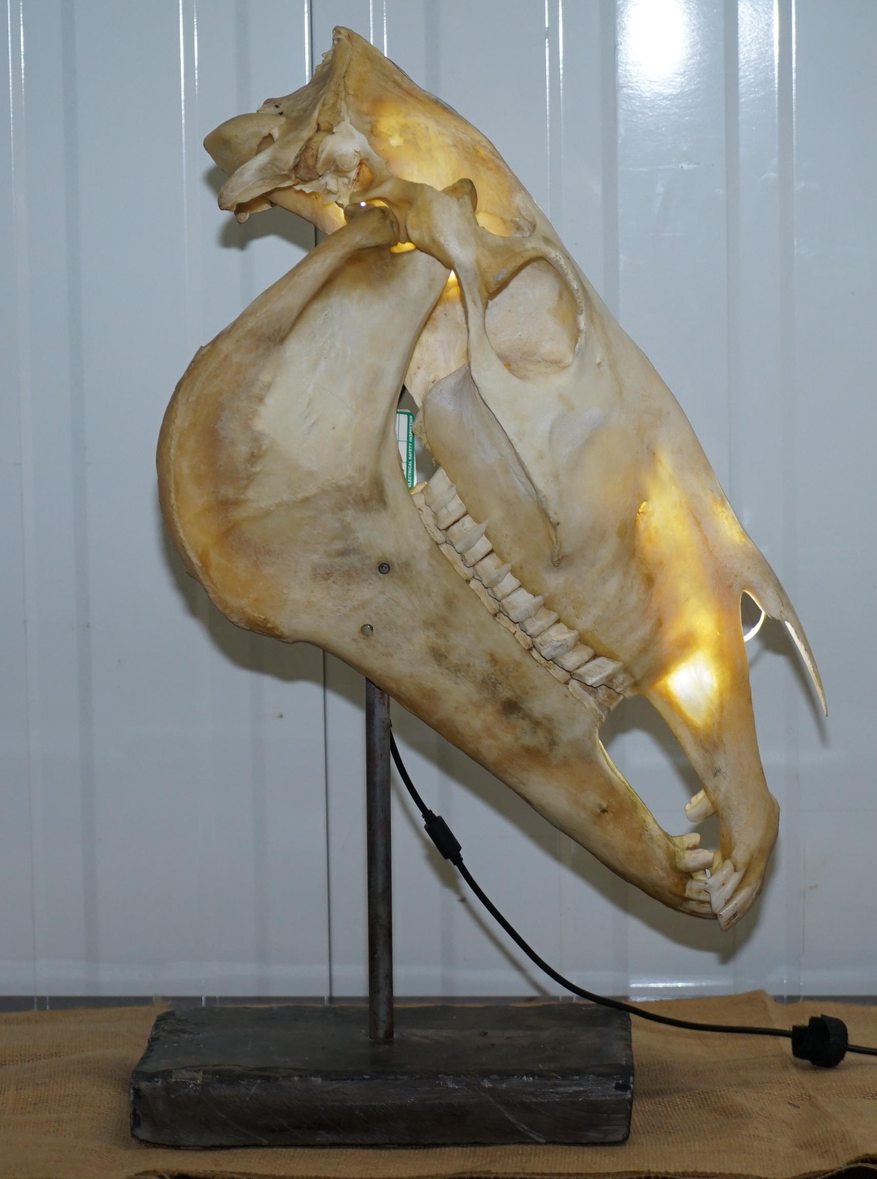 horse skull for sale