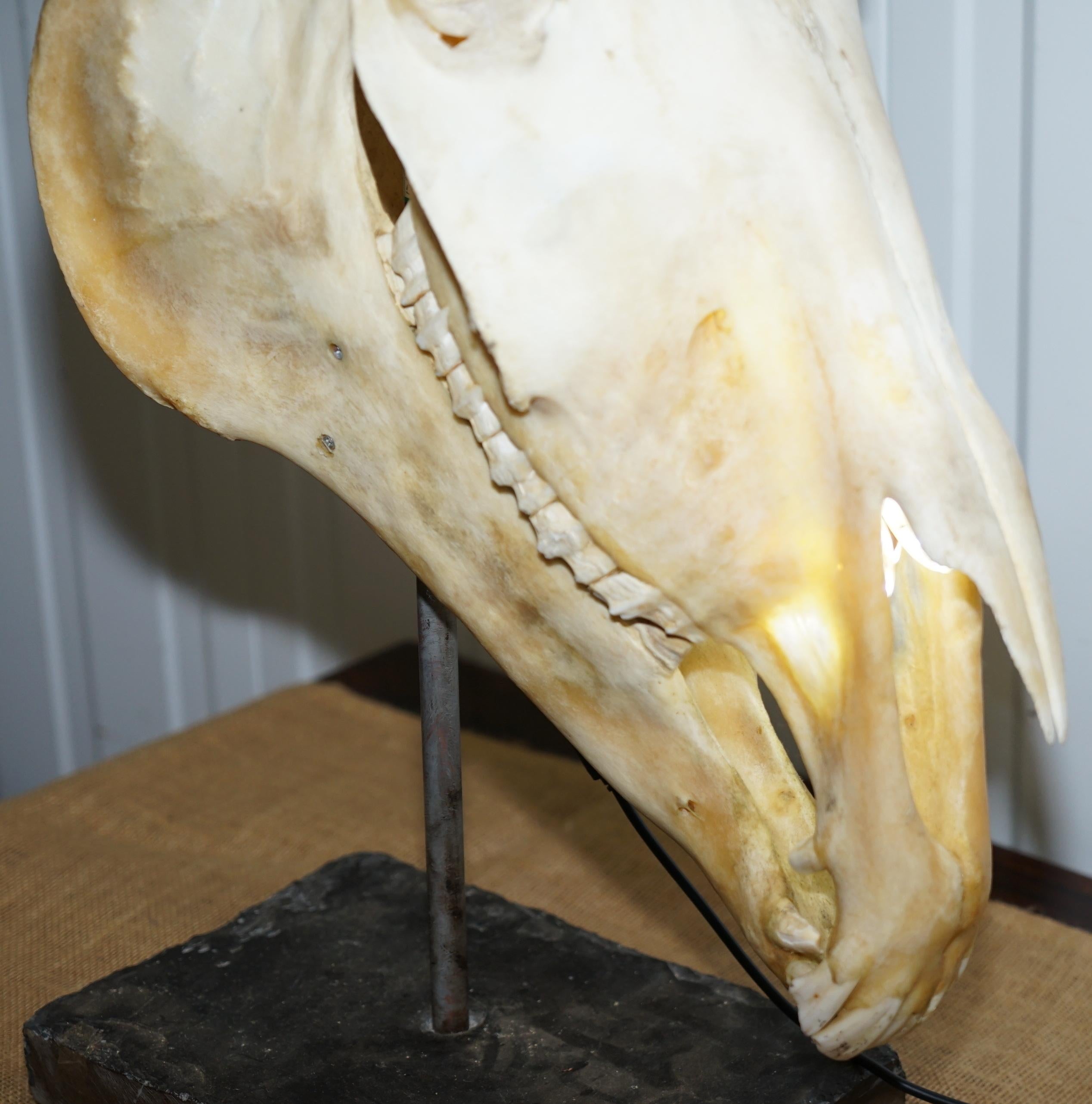 English Rare Horse Skull Lamp on Huge Thick Slate Base Taxidermy Interest Movable Head