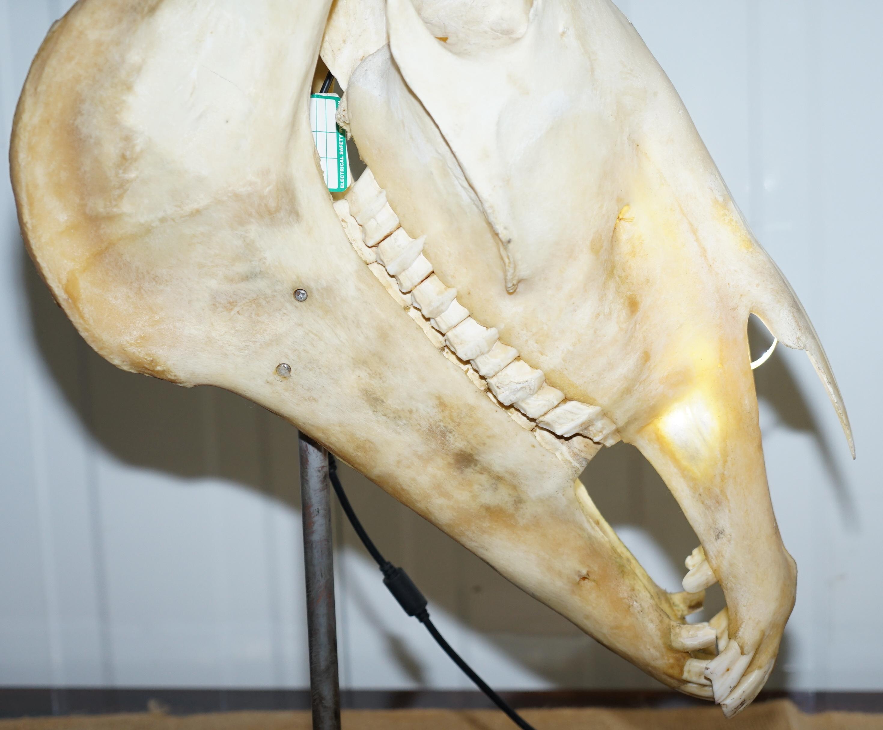 Hand-Crafted Rare Horse Skull Lamp on Huge Thick Slate Base Taxidermy Interest Movable Head
