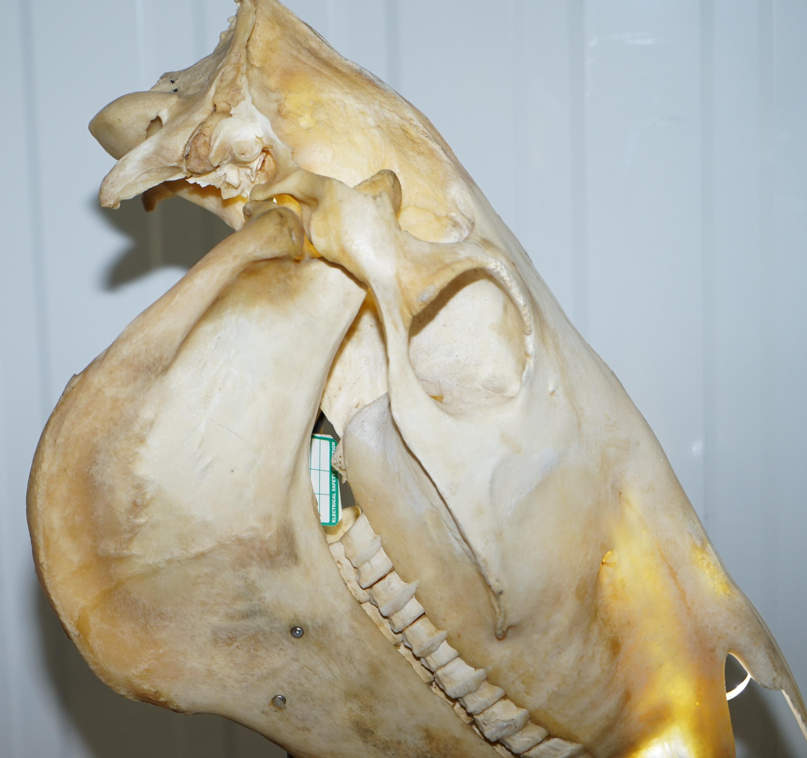 Rare Horse Skull Lamp on Huge Thick Slate Base Taxidermy Interest Movable Head In Good Condition In West Sussex, Pulborough