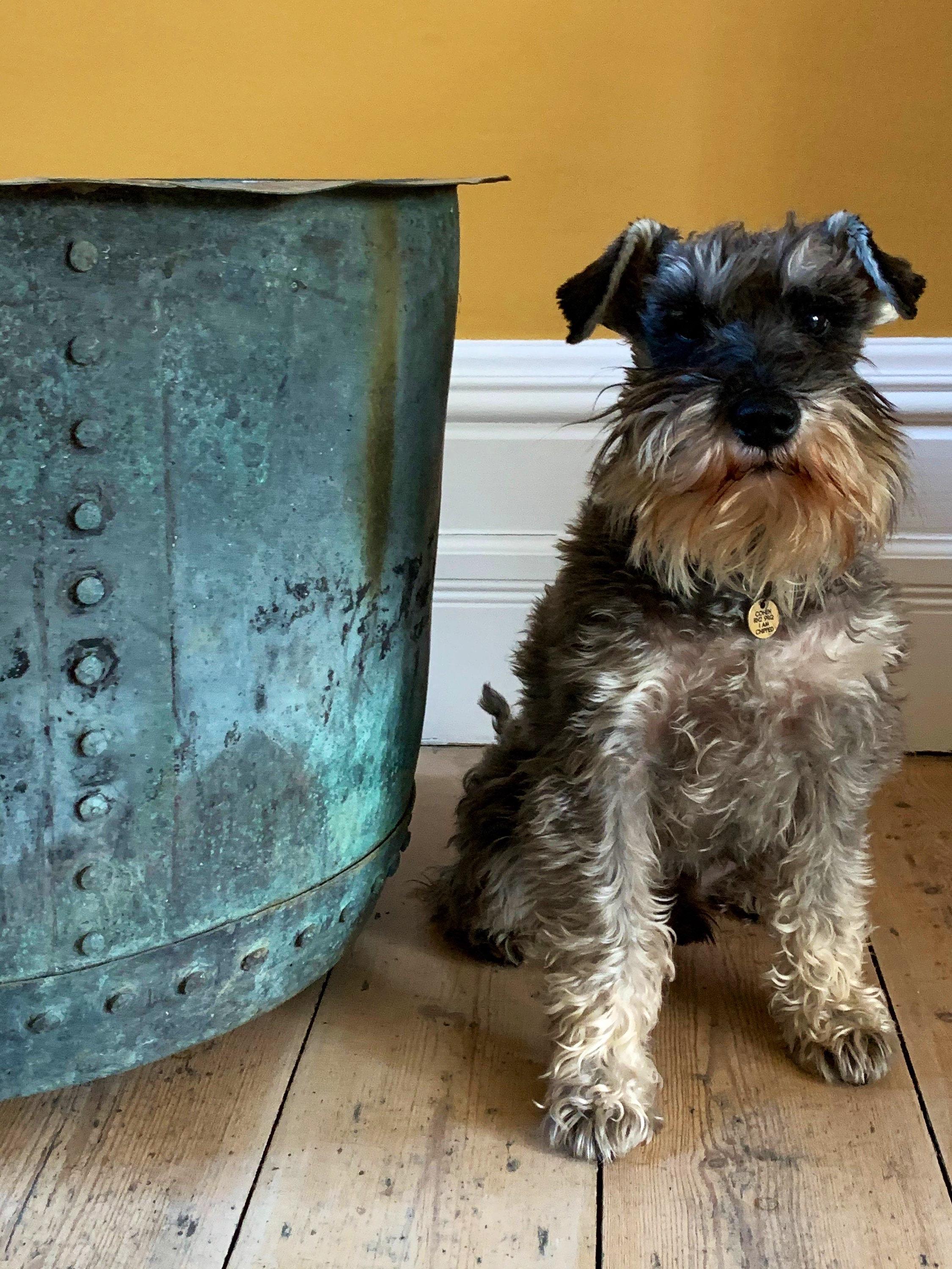 Rare Huge English Mid-19th Century Copper Riveted Verdigris Planter 2