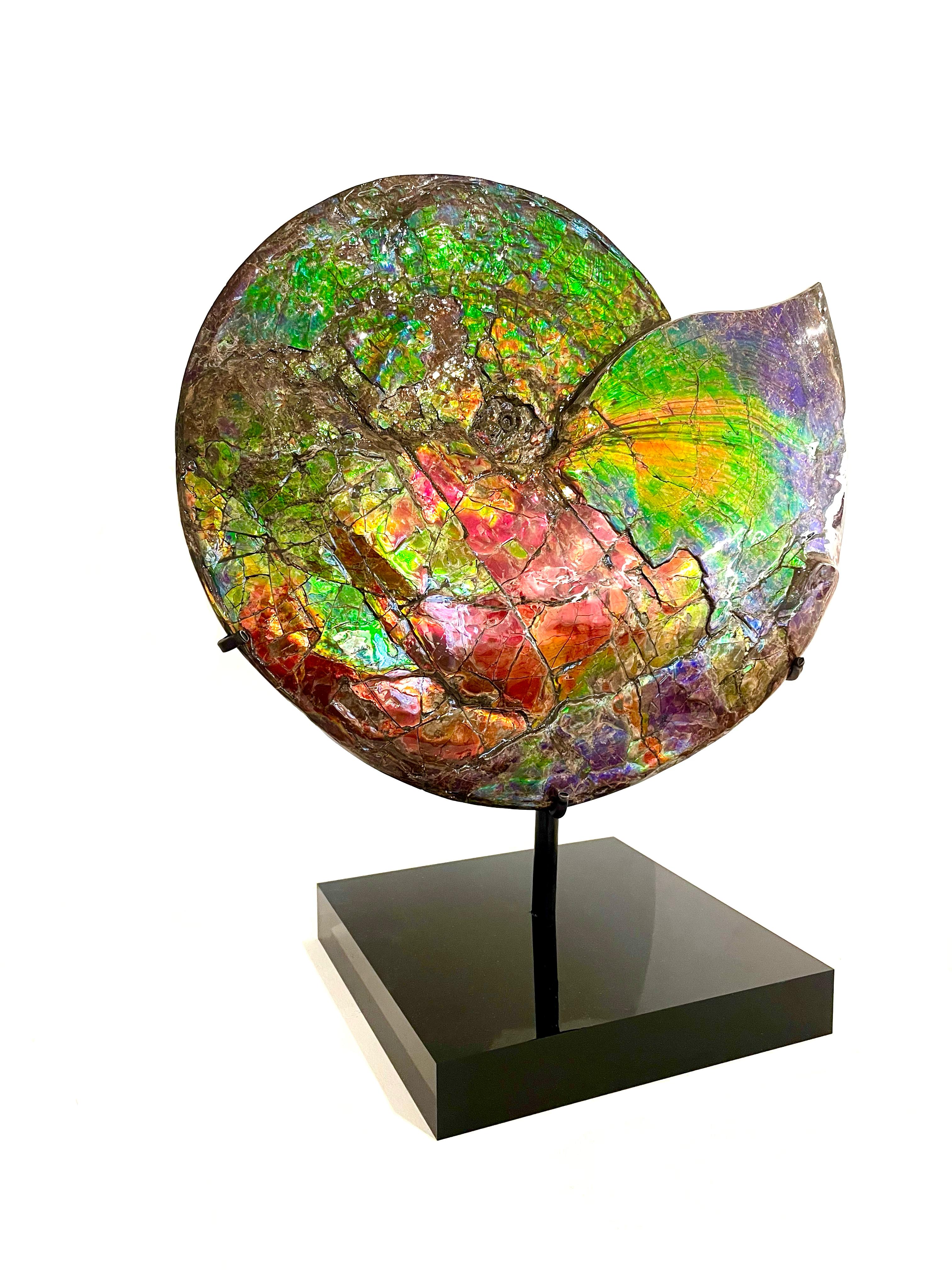 Rare Iridescent Ammonite

'Placenticeras intercalare'
Upper Cretaceous (75-72 million years ago)
41 x 50 x 4 cm
Alberta, Canada 

Known as ‘Ammolite’, the shimmering, metallic colours were caused by the combination of millions of years of