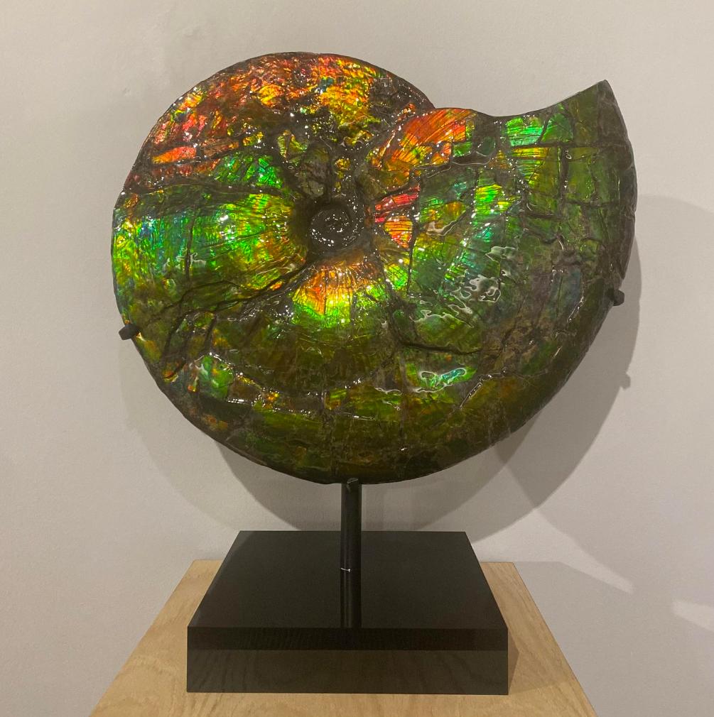 Rare Iridescent Ammonite

'Placenticeras intercalare'
Upper Cretaceous (75-72 million years ago)
Measures; 33 x 39 x 5 cm
Alberta, Canada 

Known as ‘Ammolite’, the shimmering, metallic colours were caused by the combination of millions of