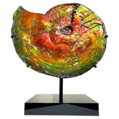 Rare Iridescent Ammonite