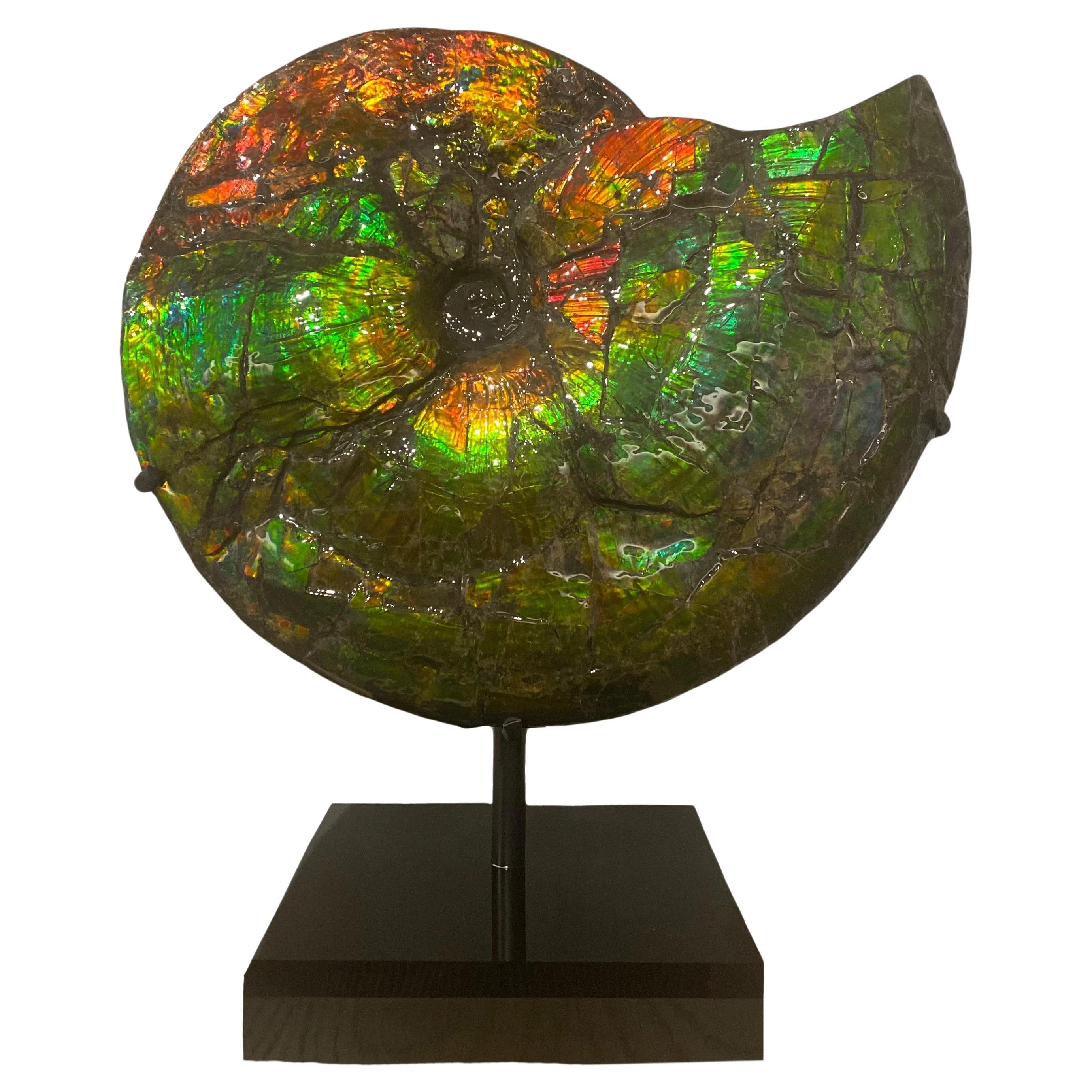 Rare Iridescent Ammonite