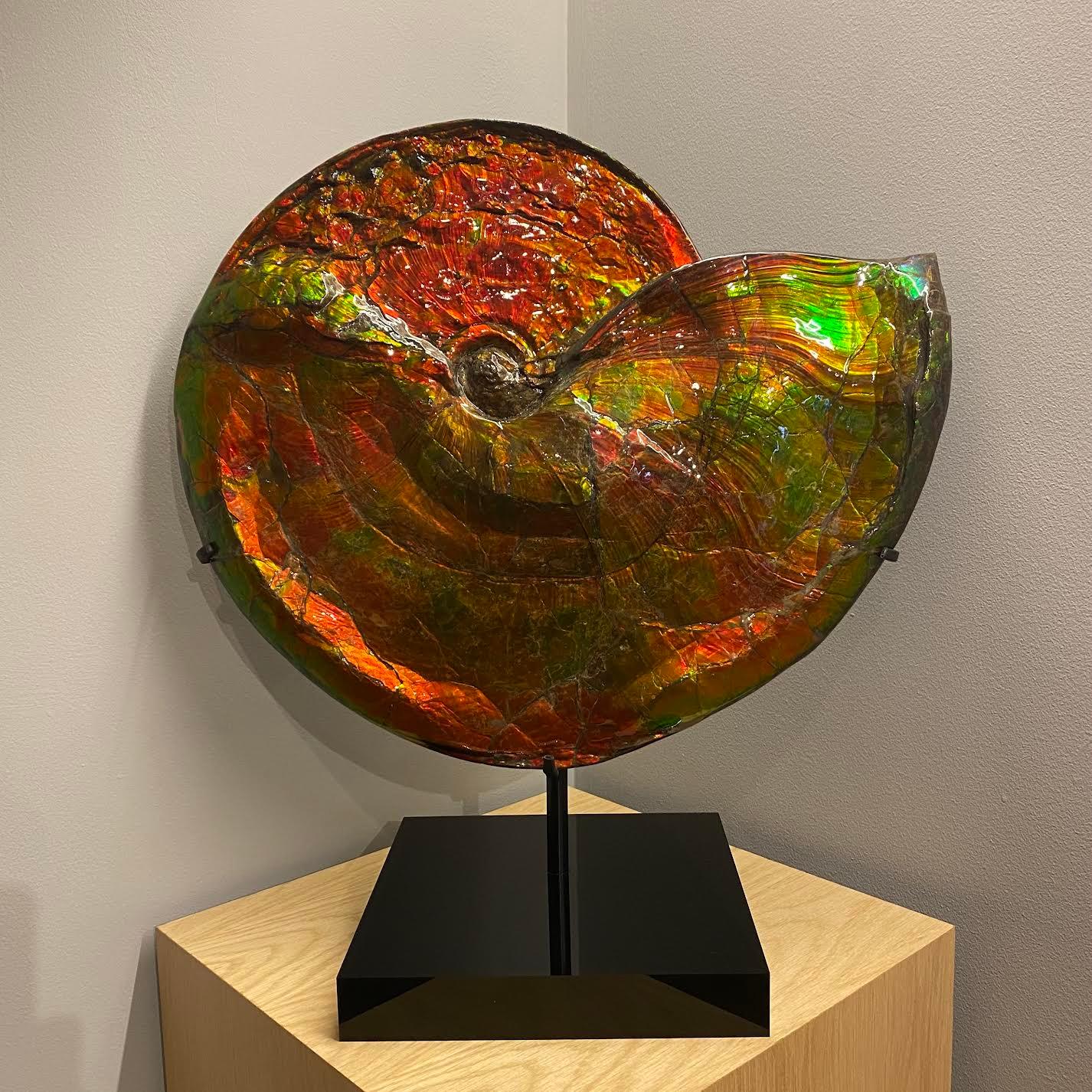 Rare Iridescent Ammonite

'Placenticeras intercalare'
Upper Cretaceous (75-72 million years ago)
Measures: 46 x 41 x 7 cm
Alberta, Canada 

Known as ‘Ammolite’, the shimmering, metallic colours were caused by the combination of millions of years of