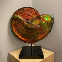 Rare Iridescent Ammonite Fossil