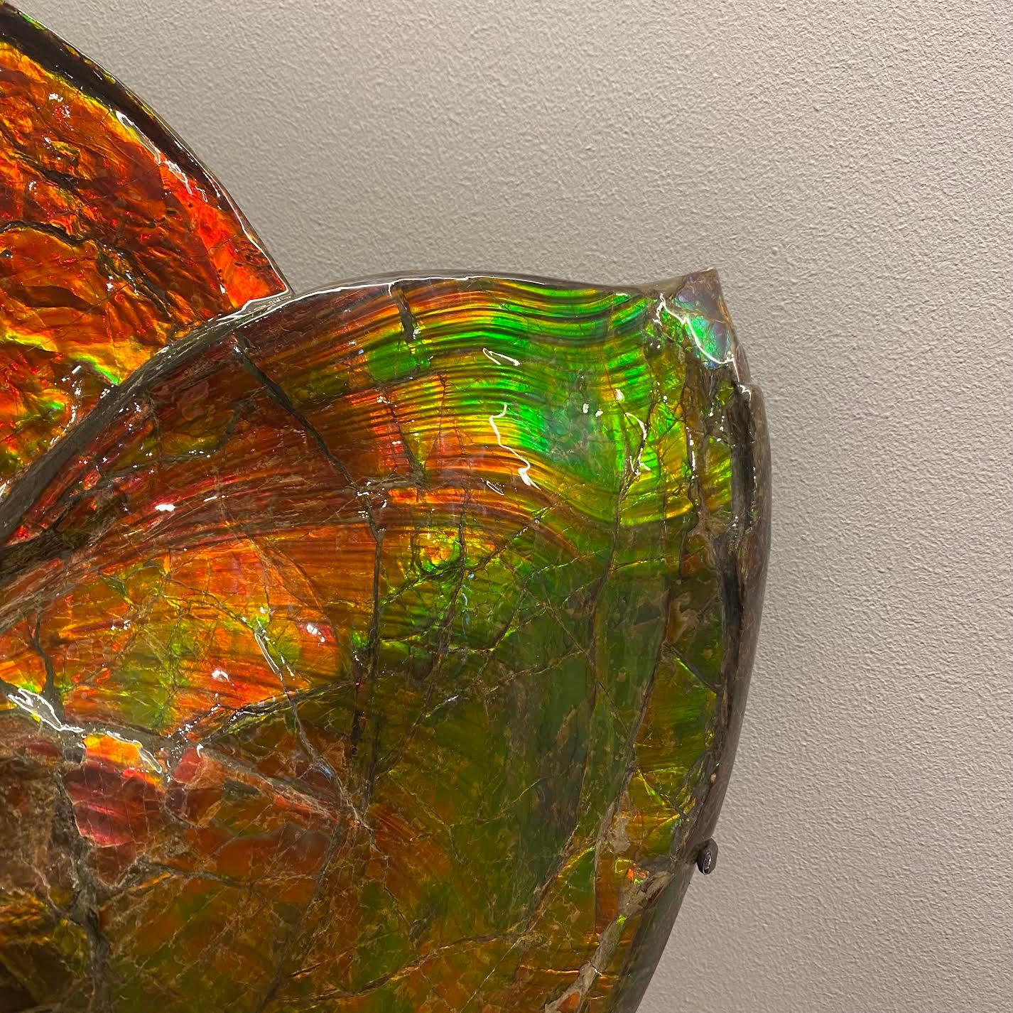 Canadian Rare Iridescent Ammonite Fossil For Sale