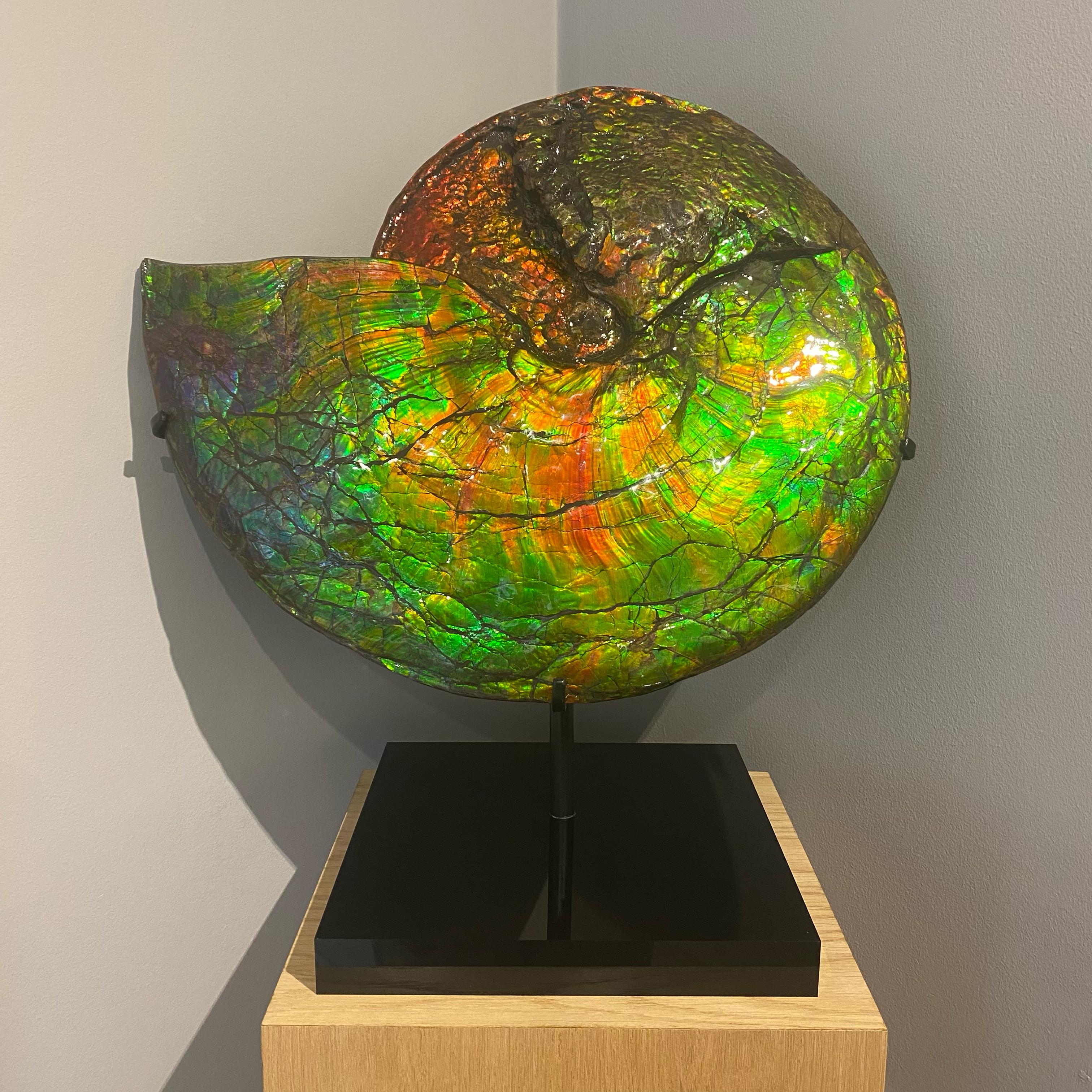 Rare Iridescent Ammonite

'Placenticeras intercalare'
Upper Cretaceous (75-72 million years ago)
Measures: 46 x 38 x 4 cm
Alberta, Canada 

Known as ‘Ammolite’, the shimmering, metallic colours were caused by the combination of millions of years of