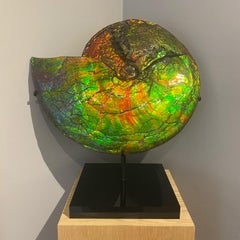 Rare Iridescent Ammonite Fossil with Blue, Green, Red and Orange Hues.