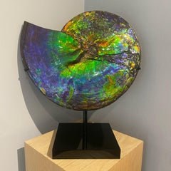 Rare Iridescent Ammonite Fossil with Blue, Green, Red and Orange Hues.