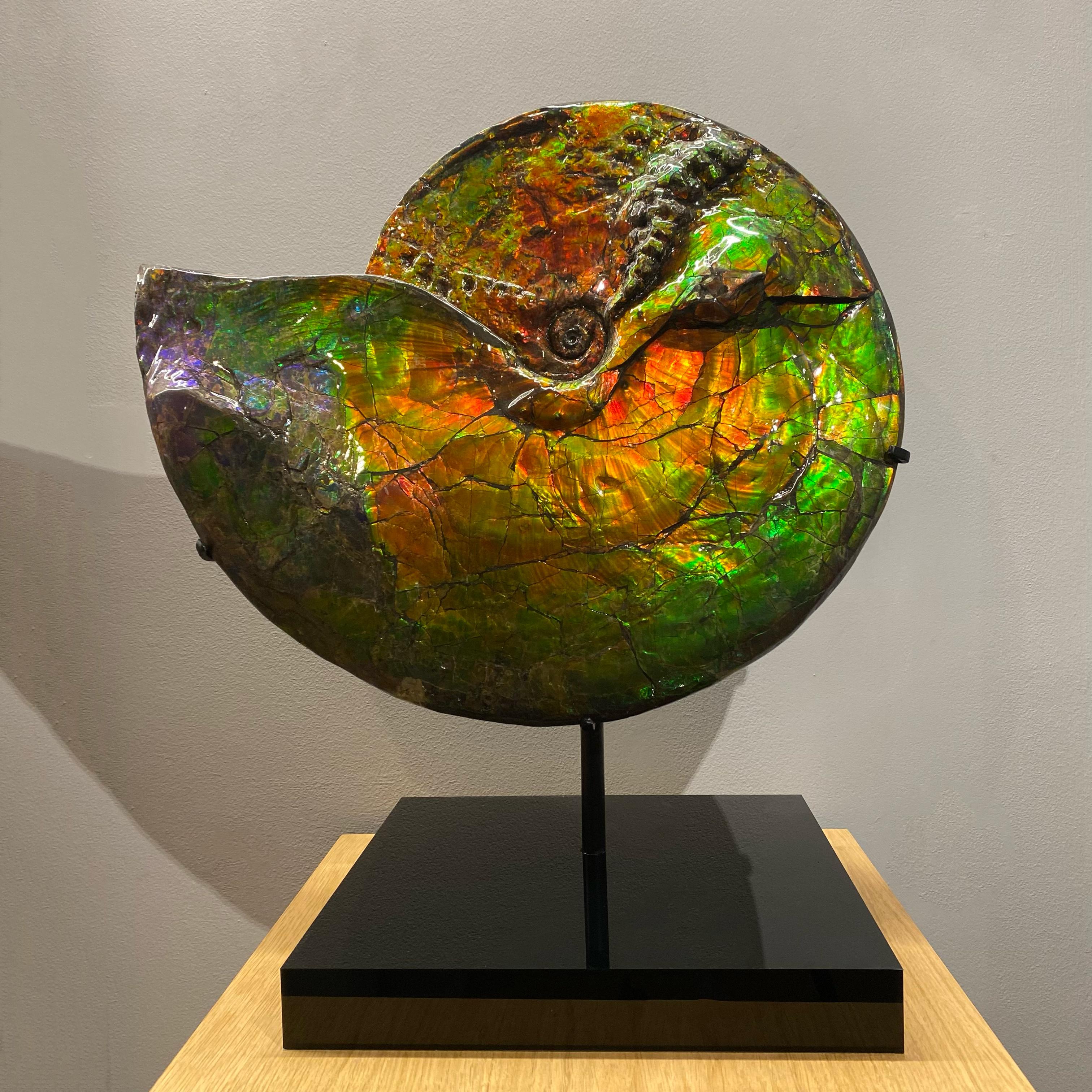 Rare Iridescent Ammonite

'Placenticeras intercalare'
Upper Cretaceous (75-72 million years ago)
Measures: 49.5 x 42 x 5 cm
Alberta, Canada 

Known as ‘Ammolite’, the shimmering, metallic colours were caused by the combination of millions of years