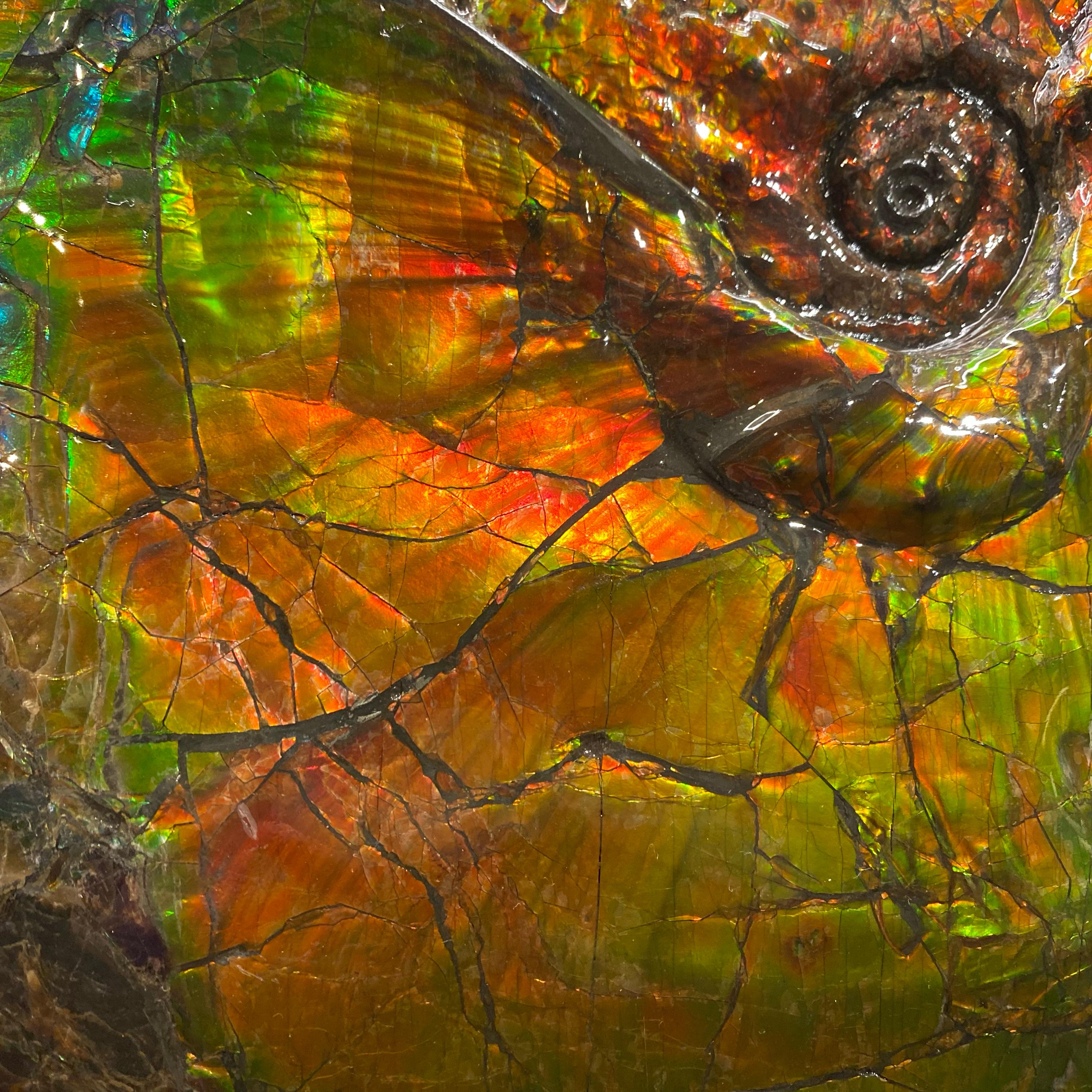 Canadian Rare Iridescent Ammonite Fossil with Blue, Green, Red and Orange Hues. For Sale