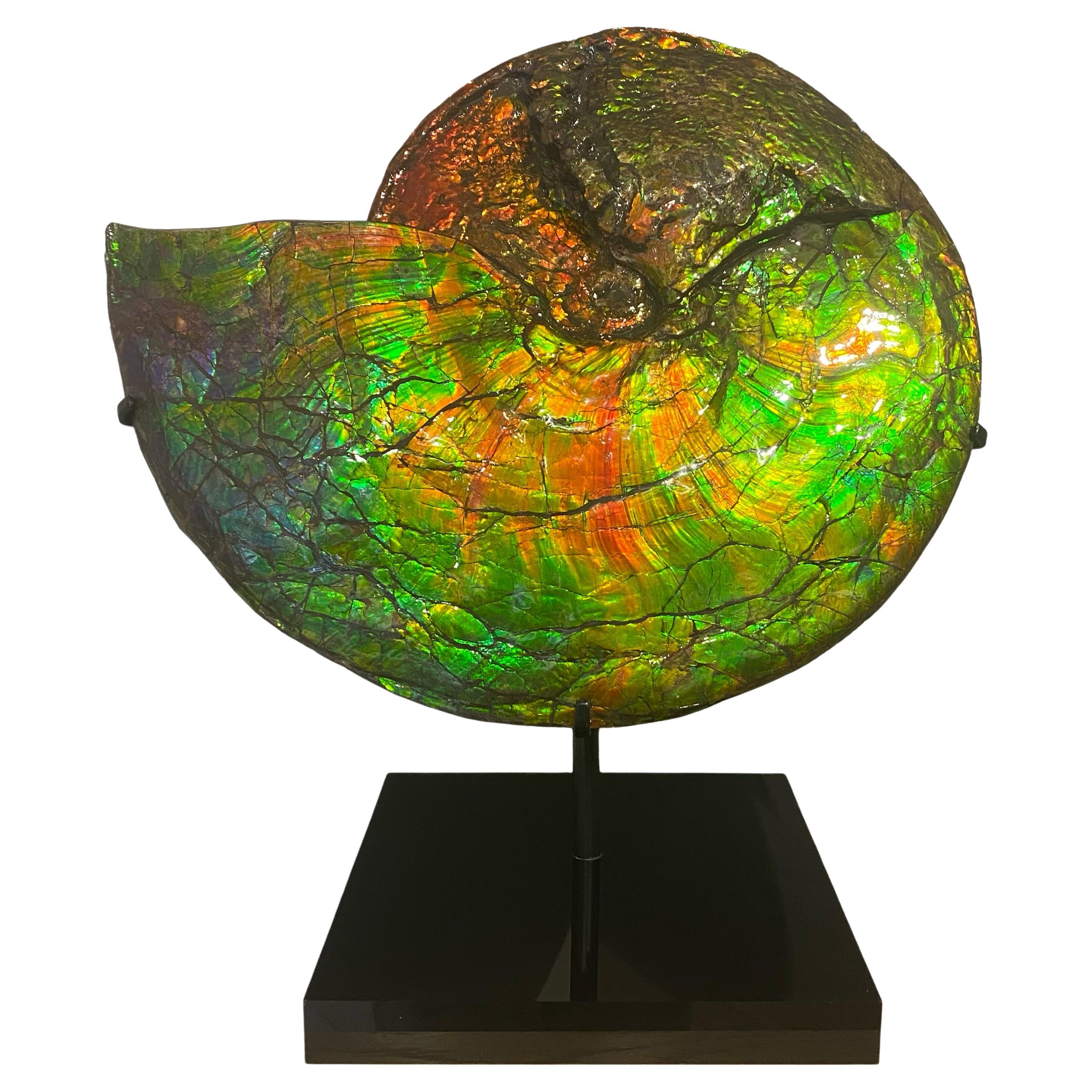 Rare Iridescent Ammonite Fossil with Blue, Green, Red and Orange Hues. For Sale