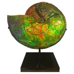 Rare Iridescent Ammonite Fossil with Blue, Green, Red and Orange Hues.