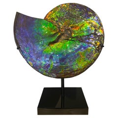 Rare Iridescent Ammonite Fossil with Blue, Green, Red and Orange Hues.