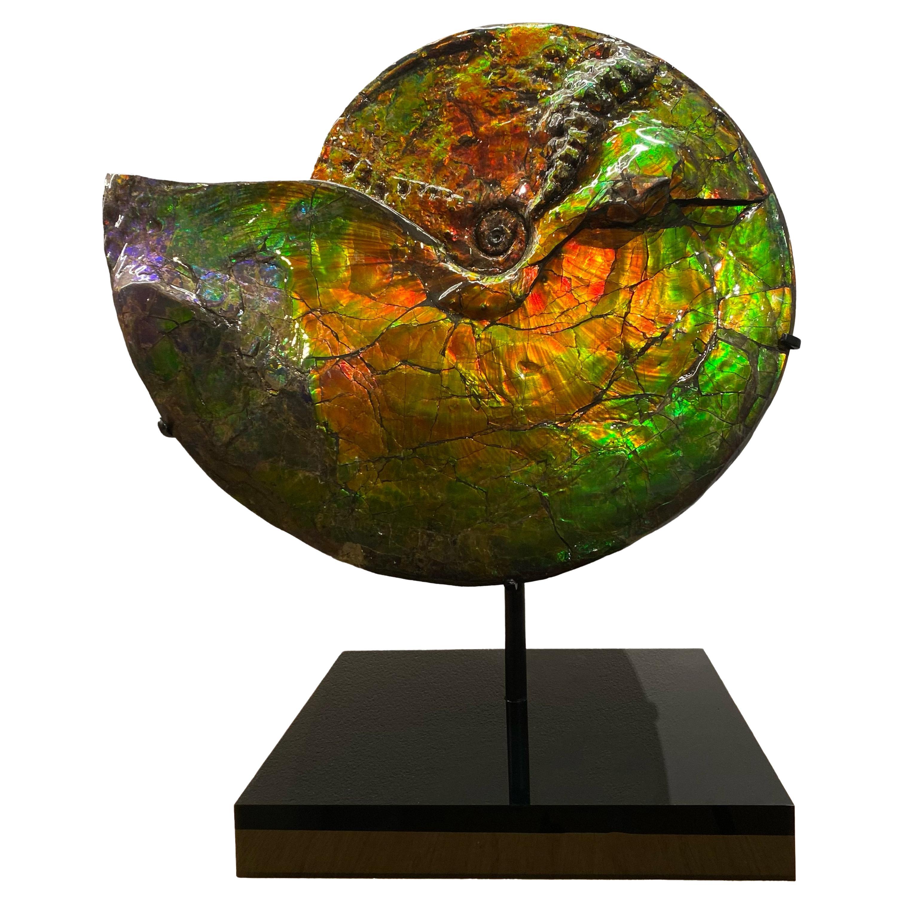 Rare Iridescent Ammonite Fossil with Blue, Green, Red and Orange Hues. For Sale