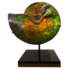 Antique Rare Iridescent Ammonite Fossil with Blue, Green, Red and Orange Hues.