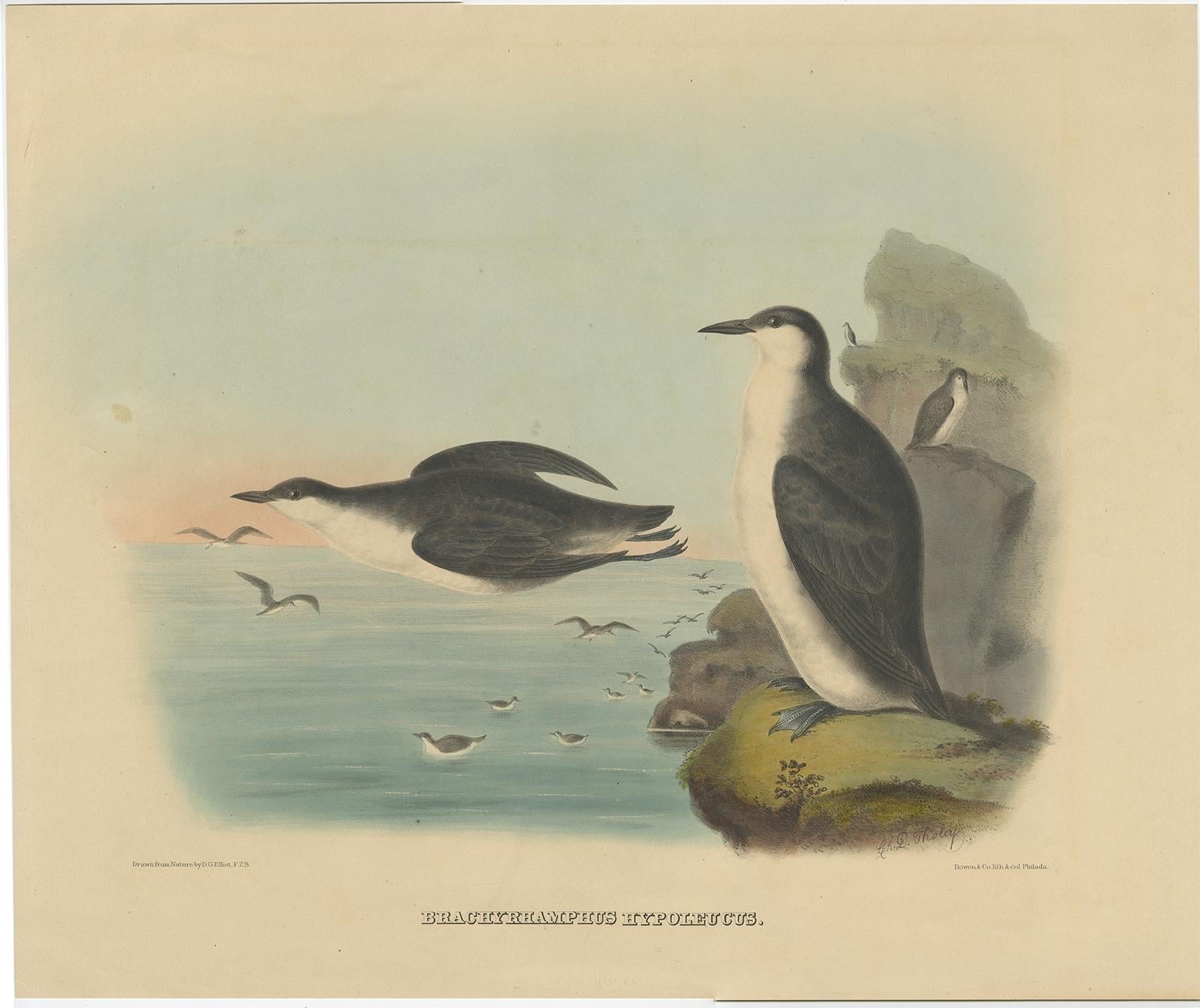 **Title:** Antique Bird Print - 'Xantus's Murrelets'

**Description:**

Embark on a journey through time with this captivating antique lithograph from the illustrious work of Daniel Giraud Elliot, 'The New and Heretofore Unfigured Species of the