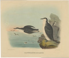 Rare Large Antique Bird Print Depicting Xantus's Murrlets, 1869
