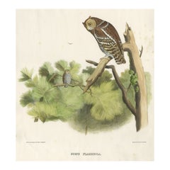 Rare Large Antique Print of the Flammulated Owl (Psiloscops flammeolus), 1869