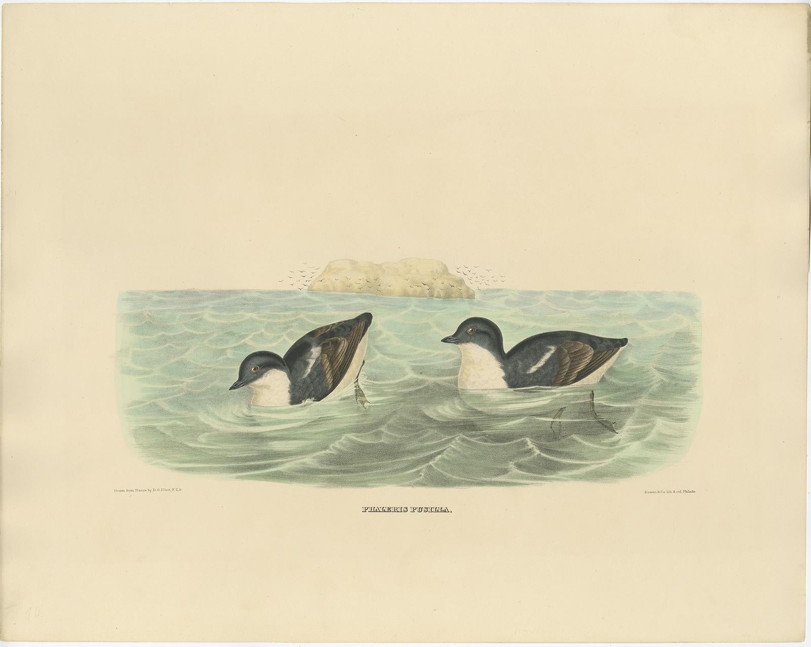 Antique bird print titled 'Phaleris Pusilla'. Old bird print depicting the Least Auk. This print originates from 'The new and heretofore unfigured species of the birds of North America', published 1866-1869.

This spectacular large folio lithograph