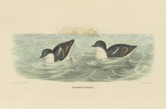 Rare Large Old Bird Print depicting The Least Auk, 1869