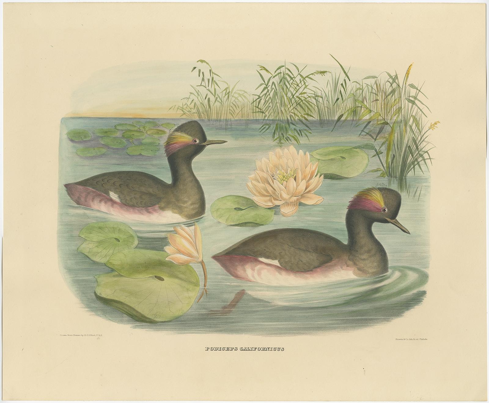 **Title:** Antique Bird Print - 'Podiceps californicus'

**Description:**

Journey back in time with this captivating antique lithograph from the esteemed work of Daniel Giraud Elliot, 'The New and Heretofore Unfigured Species of the Birds of North