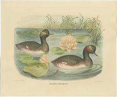 Two Black-Necked Grebes Rare Large Antique Bird Print, 1869