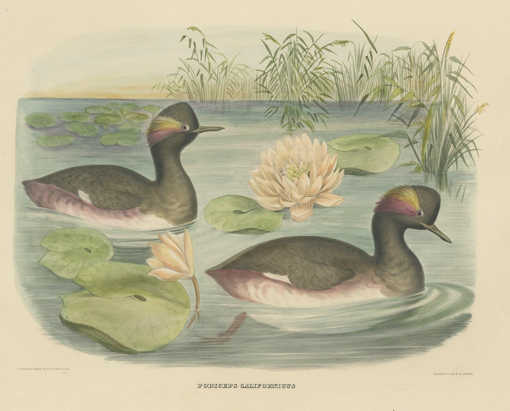 Two Black-Necked Grebes Rare Large Antique Bird Print, 1869 In Good Condition For Sale In Langweer, NL