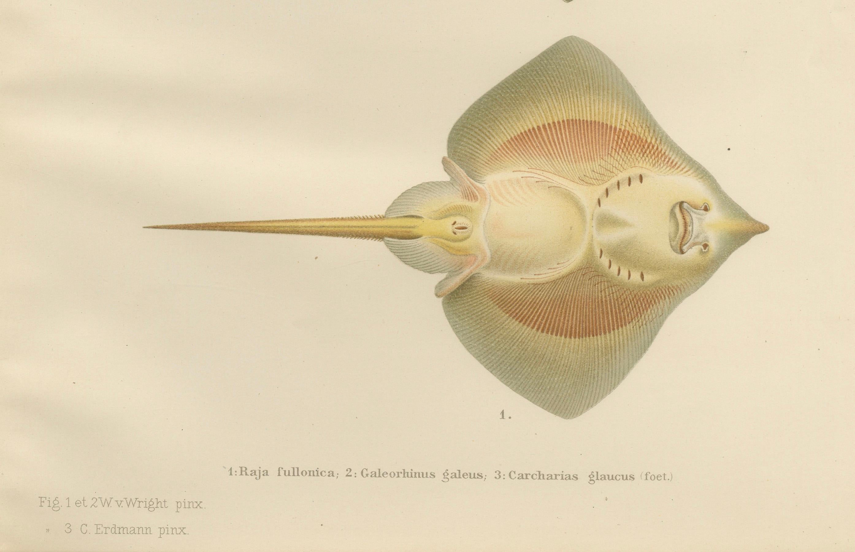 Titel: Seltene Lithographie von Haien und Rochen aus der Pisces Scandinaviae Collection  

Beschreibung:  
Diese exquisite Lithografie aus der Serie Pisces Scandinaviae zeigt drei faszinierende Meerestiere: Raja fullonica, Galeorhinus galeus und