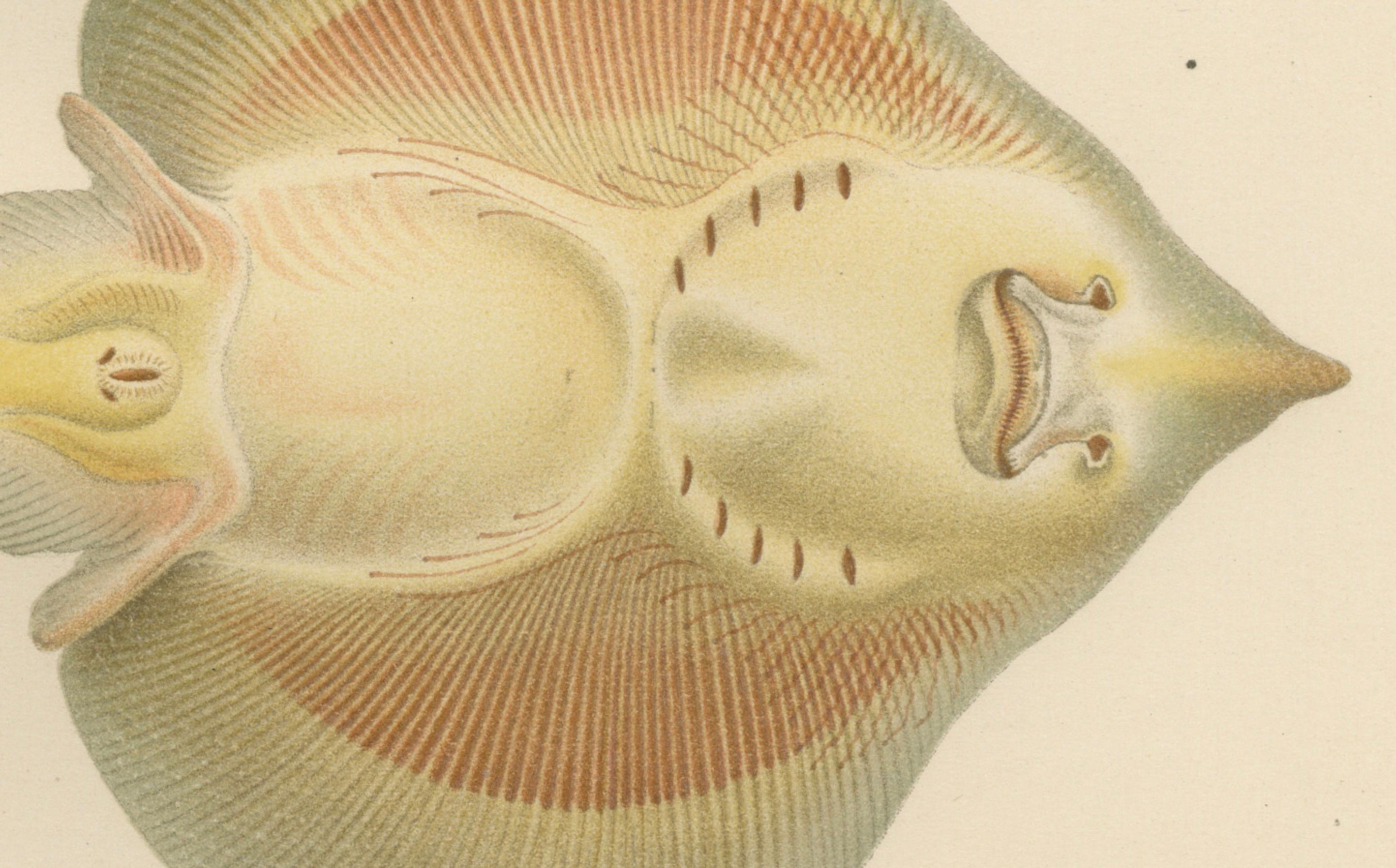 Seltene Lithographie von Haien und Skate aus der Kollektion Pisces Scandinaviae, 1895 im Zustand „Gut“ im Angebot in Langweer, NL
