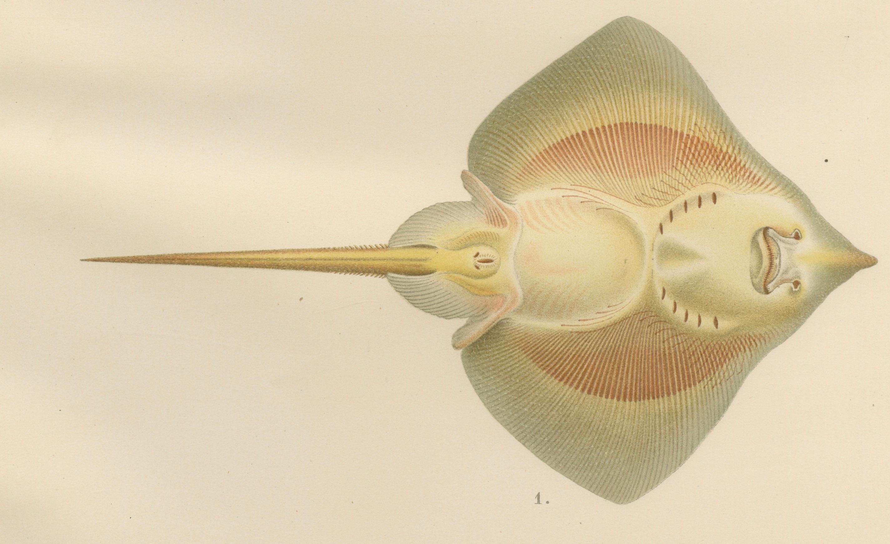 Seltene Lithographie von Haien und Skate aus der Kollektion Pisces Scandinaviae, 1895 (Spätes 19. Jahrhundert) im Angebot