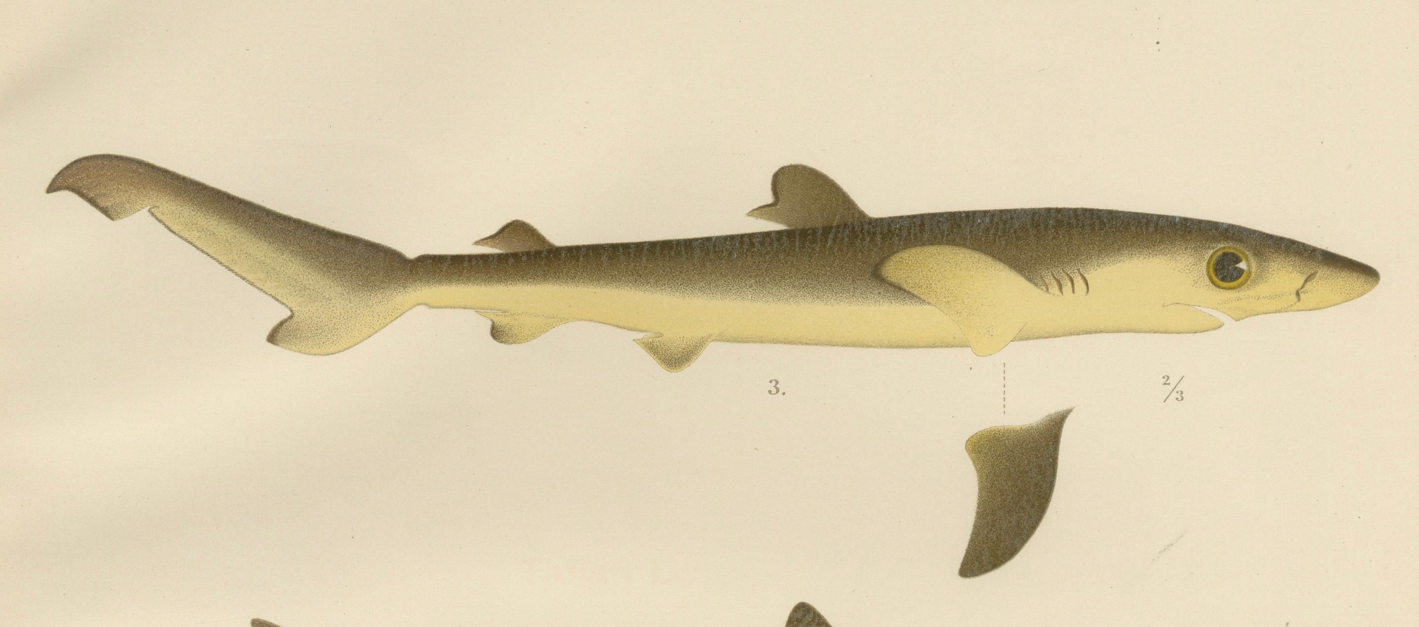 Seltene Lithographie von Haien und Skate aus der Kollektion Pisces Scandinaviae, 1895 im Angebot 1