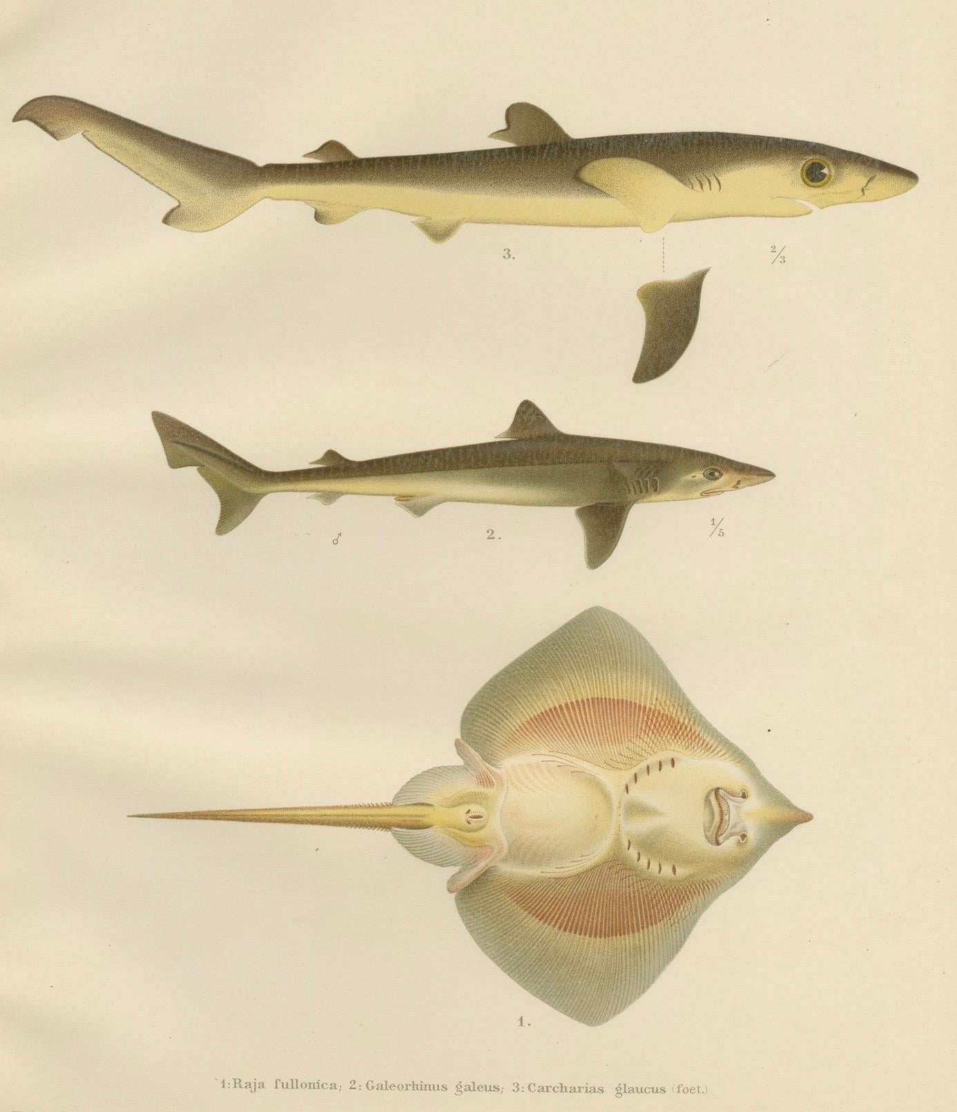 Seltene Lithographie von Haien und Skate aus der Kollektion Pisces Scandinaviae, 1895 im Angebot 2