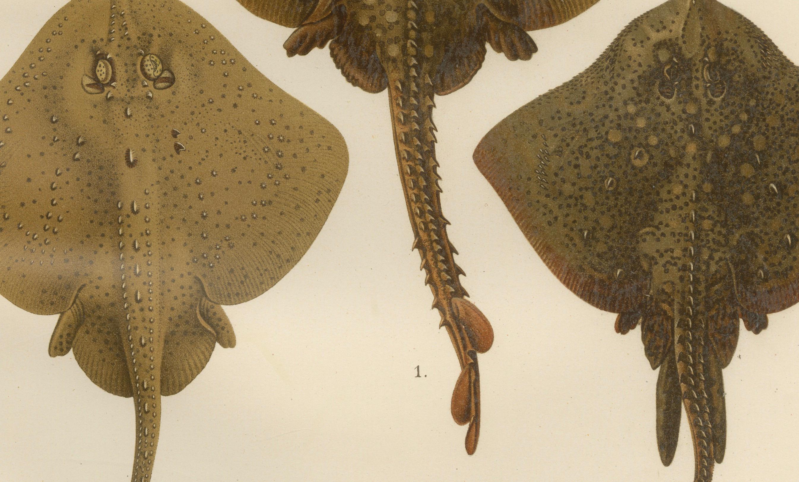 Titel: Seltene Lithographie von Dornenrücken und Sternenstrahlen aus der Serie Pisces Scandinaviae  

Beschreibung:  
Diese atemberaubende Lithografie aus der Serie Pisces Scandinaviae zeigt die komplizierten und fesselnden Formen von drei