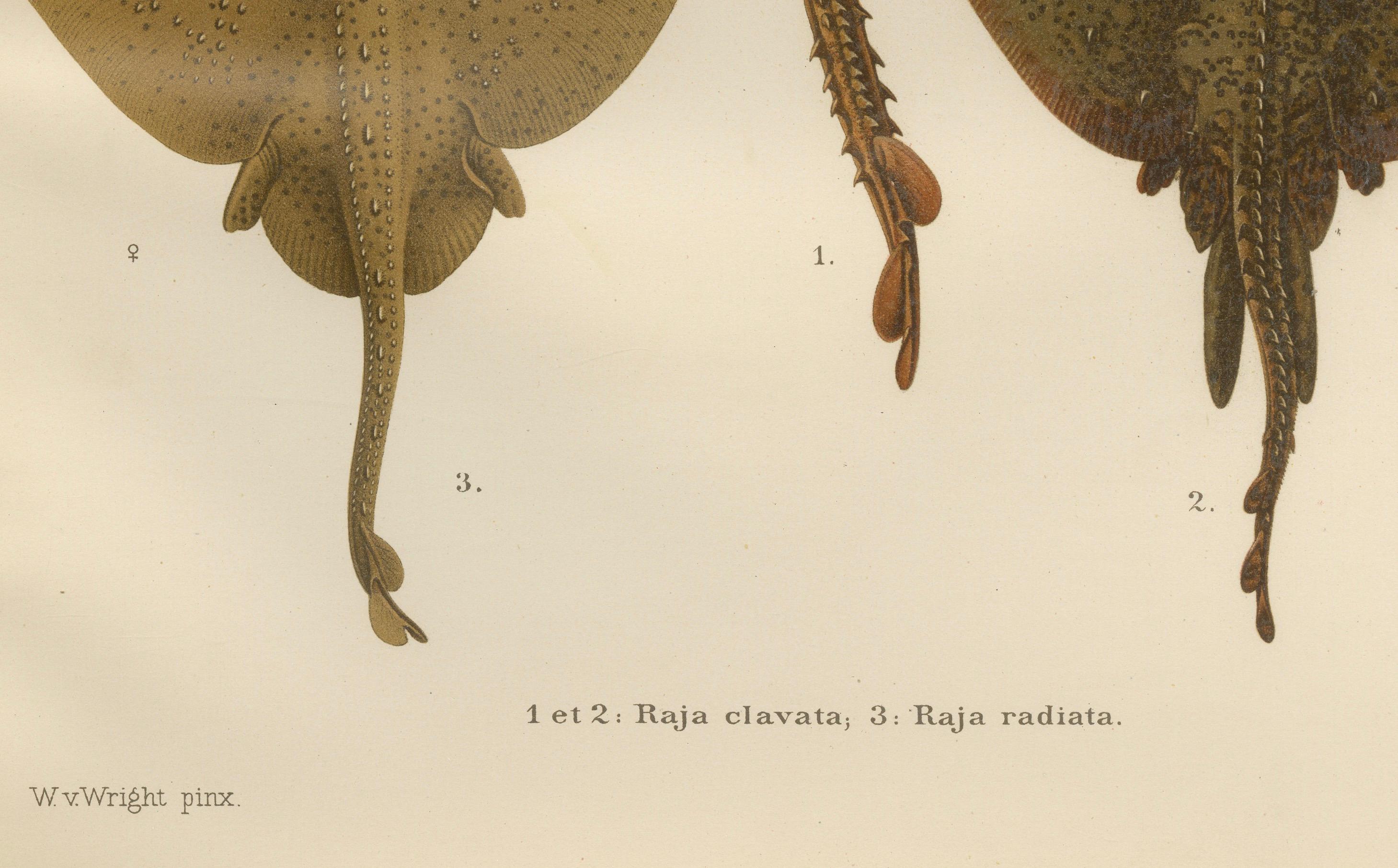 Seltene Lithographie von Thornback und Starry Rays aus Pisces Scandinaviae, 1895 im Zustand „Gut“ im Angebot in Langweer, NL