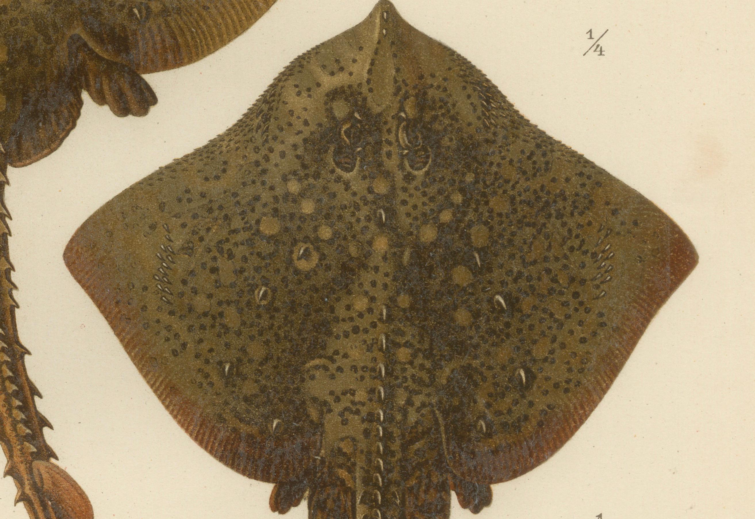 Seltene Lithographie von Thornback und Starry Rays aus Pisces Scandinaviae, 1895 (Spätes 19. Jahrhundert) im Angebot
