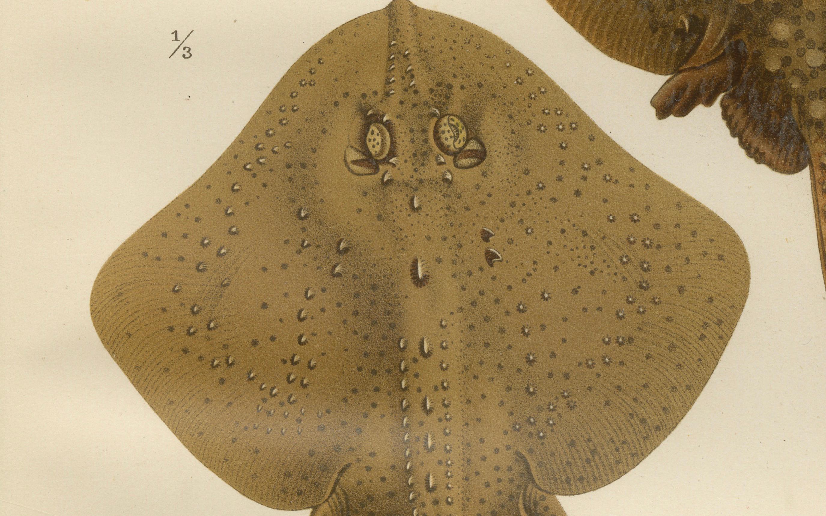 Seltene Lithographie von Thornback und Starry Rays aus Pisces Scandinaviae, 1895 (Papier) im Angebot