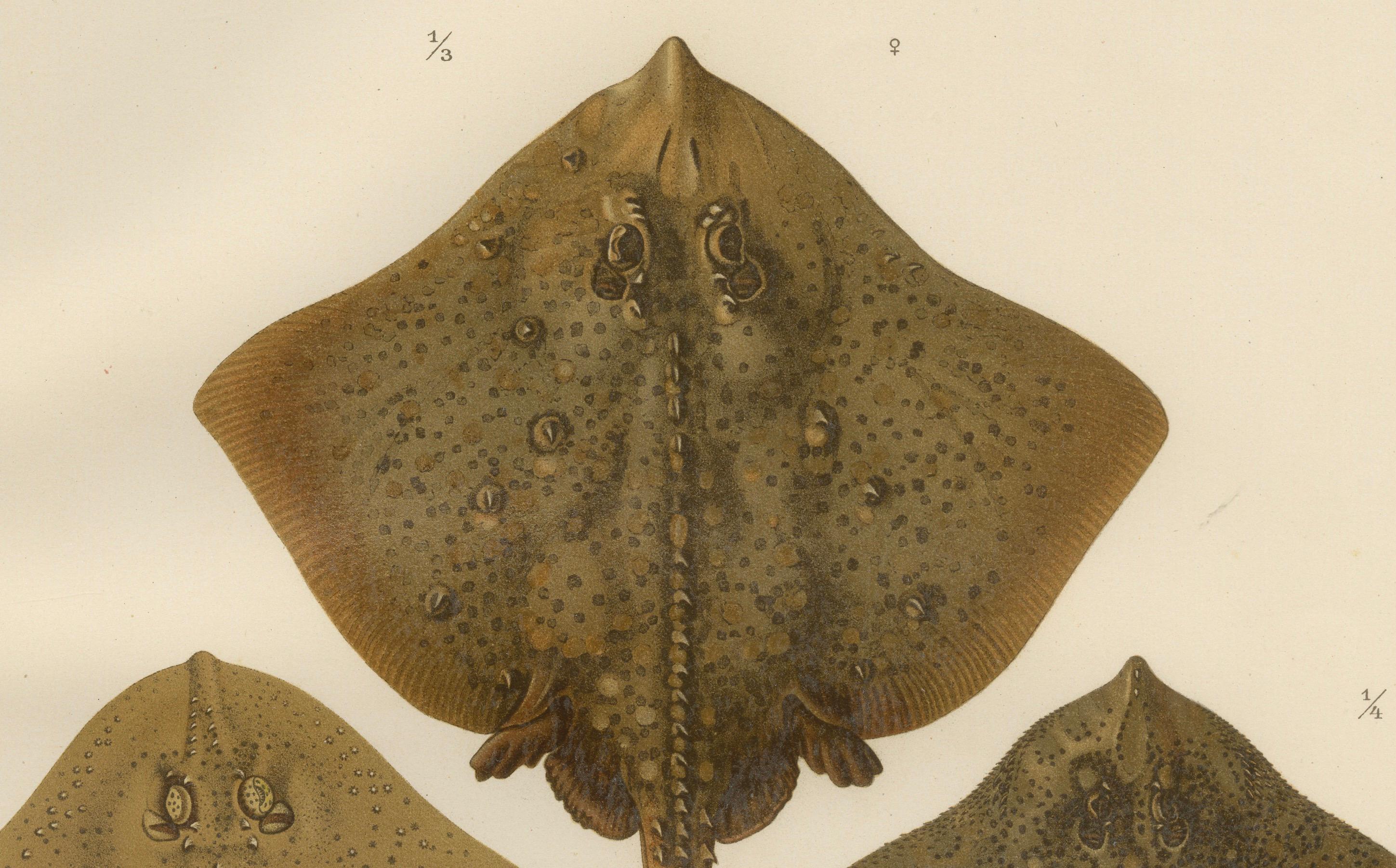 Seltene Lithographie von Thornback und Starry Rays aus Pisces Scandinaviae, 1895 im Angebot 1