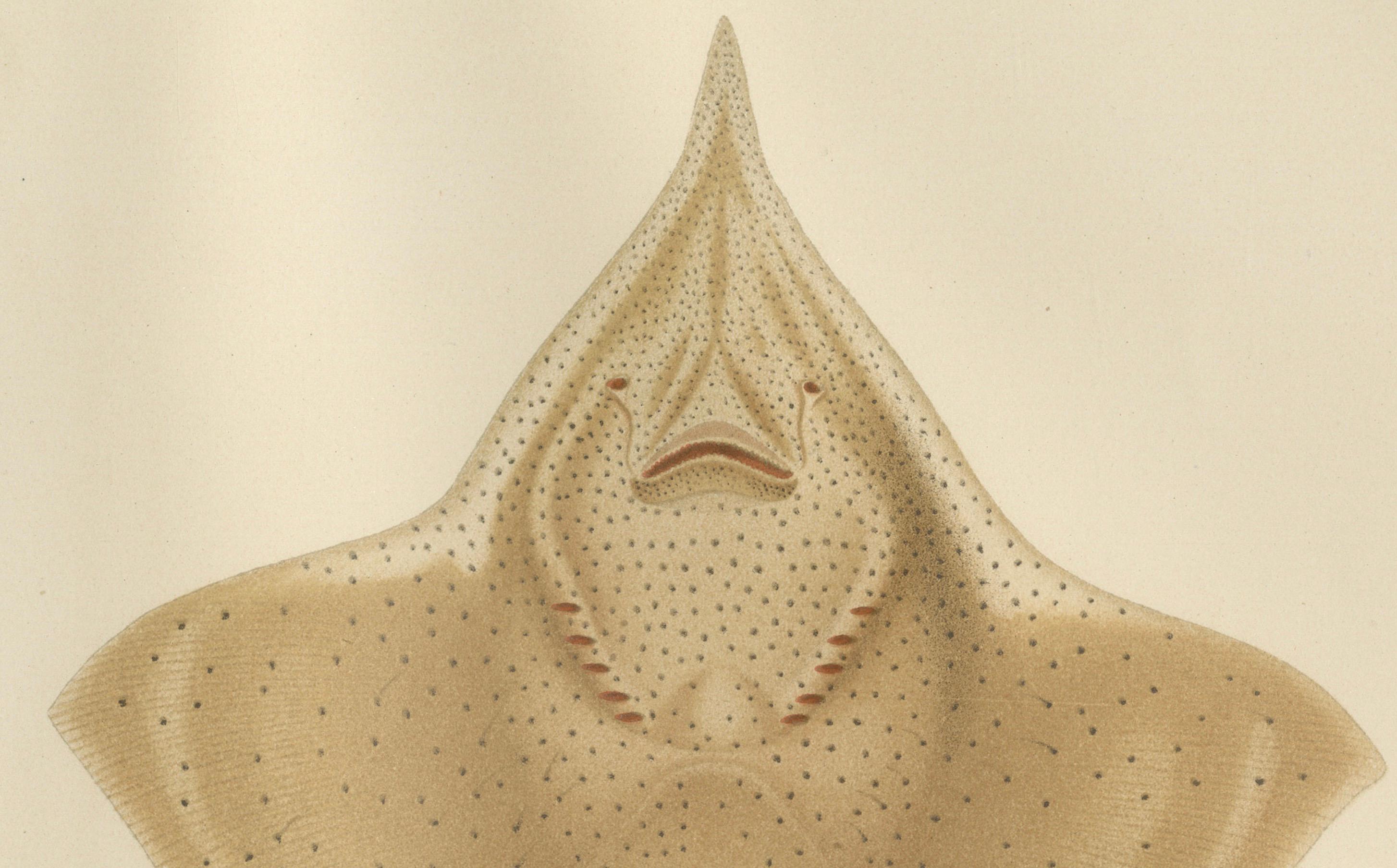 Seltene Lithographie des Thorny Skate von Pisces Scandinaviae aus der Kollektion Scandinaviae, 1895 im Zustand „Gut“ im Angebot in Langweer, NL