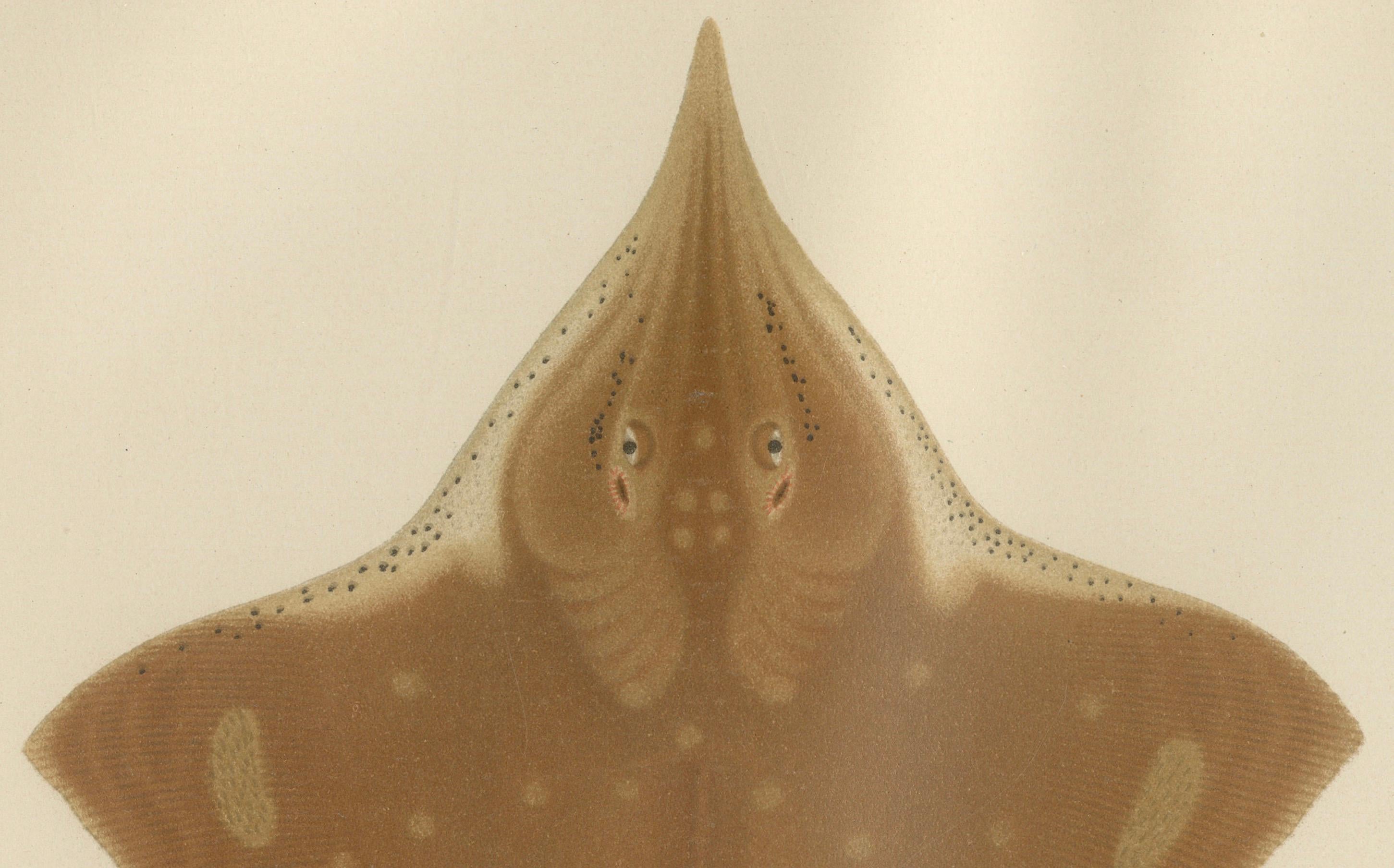 Seltene Lithographie des Thorny Skate von Pisces Scandinaviae aus der Kollektion Scandinaviae, 1895 (Spätes 19. Jahrhundert) im Angebot