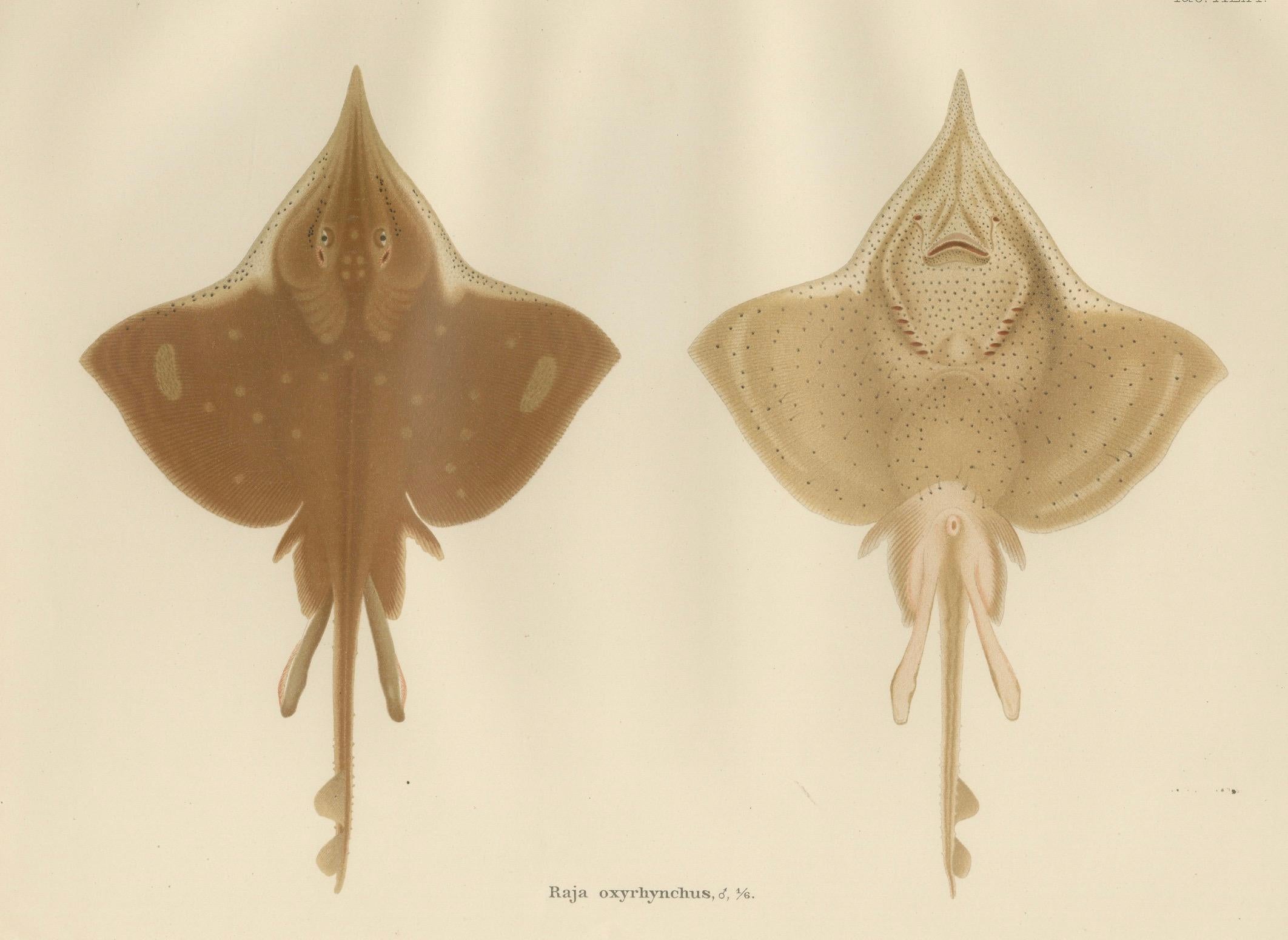 Seltene Lithographie des Thorny Skate von Pisces Scandinaviae aus der Kollektion Scandinaviae, 1895 (Papier) im Angebot