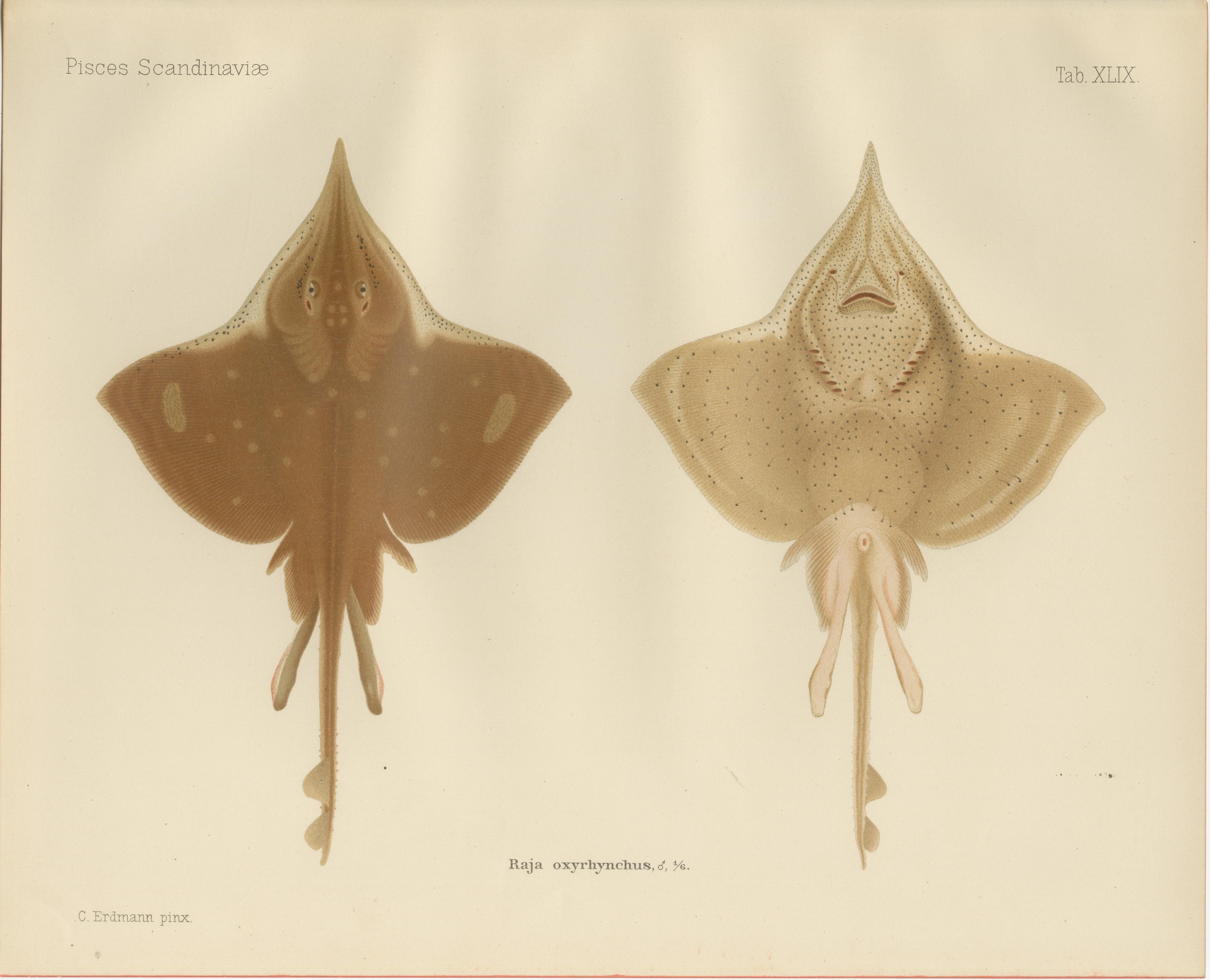 Seltene Lithographie des Thorny Skate von Pisces Scandinaviae aus der Kollektion Scandinaviae, 1895 im Angebot 1