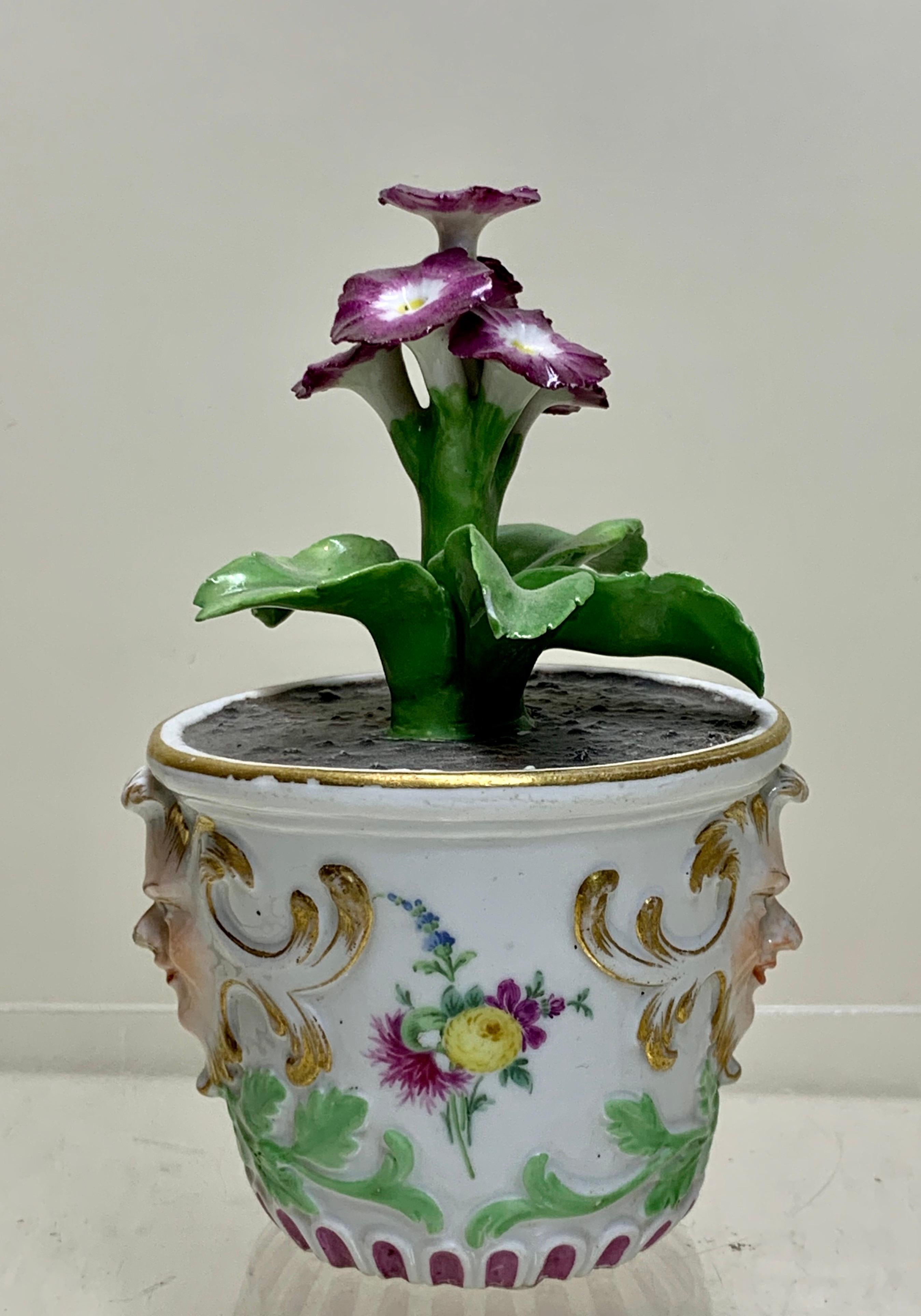 German Rare Meissen Marcolini Flower Plant in a Tub circa 1780 Porcelain For Sale