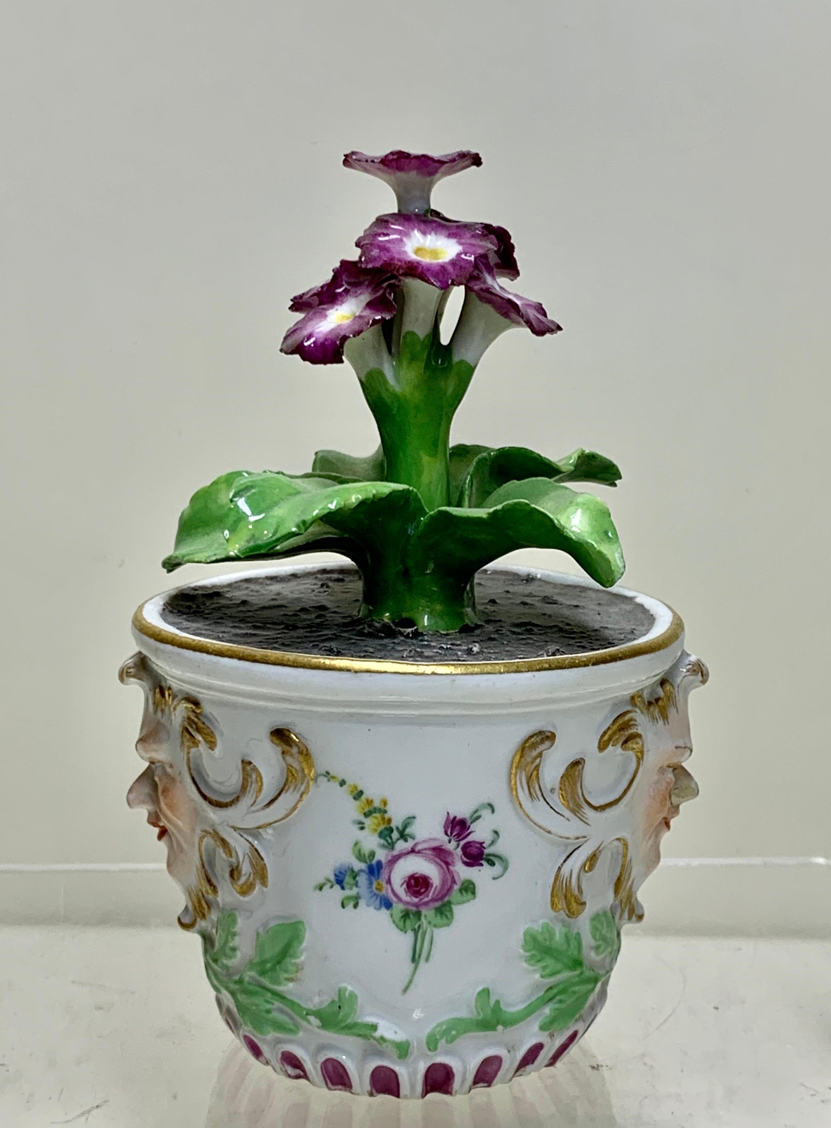 Rare Meissen Marcolini Flower Plant in a Tub circa 1780 Porcelain In Good Condition For Sale In London, GB