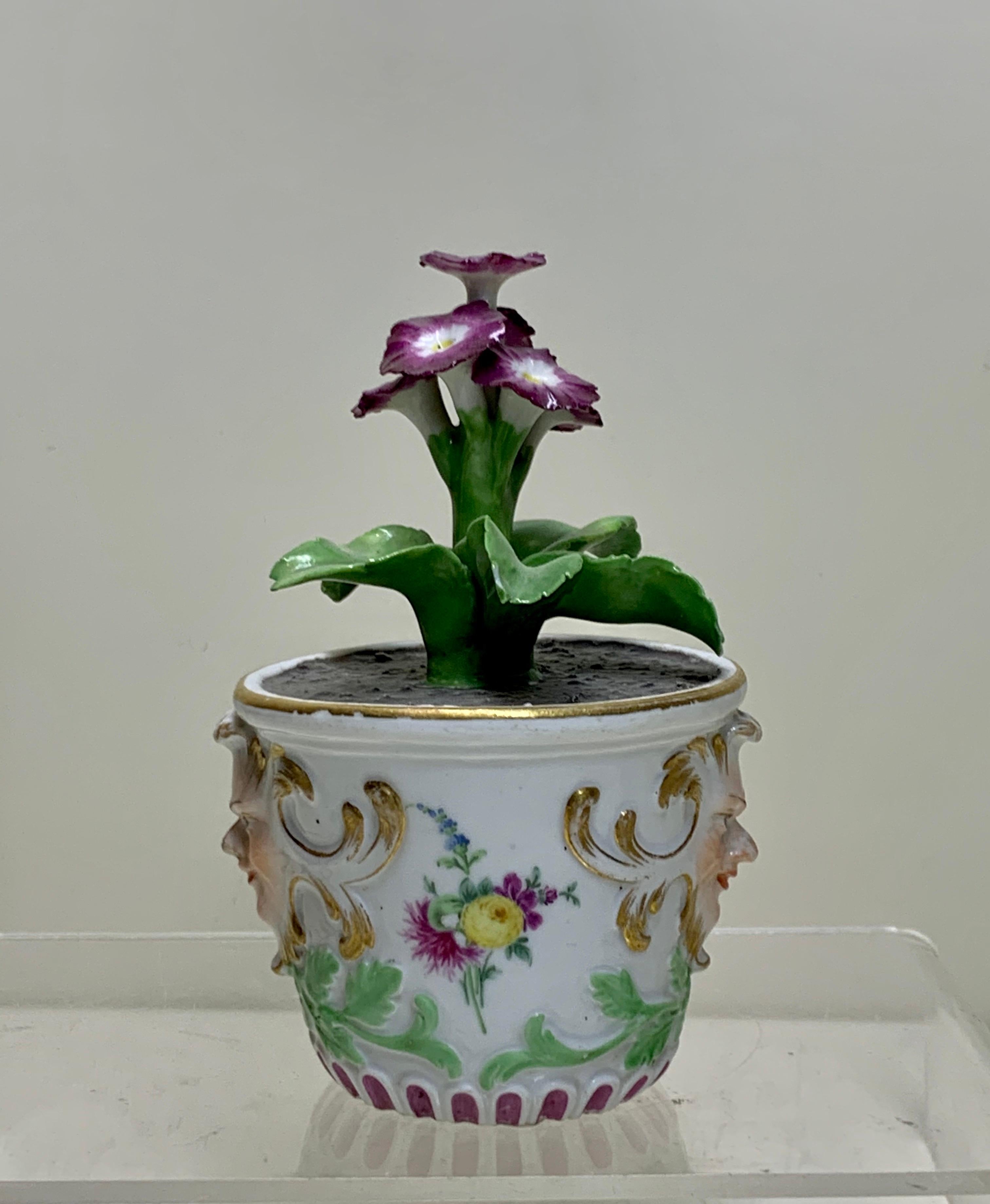 Fin du XVIIIe siècle Rare plante à fleurs de Meissen Marcolini dans un bac en porcelaine, vers 1780 en vente