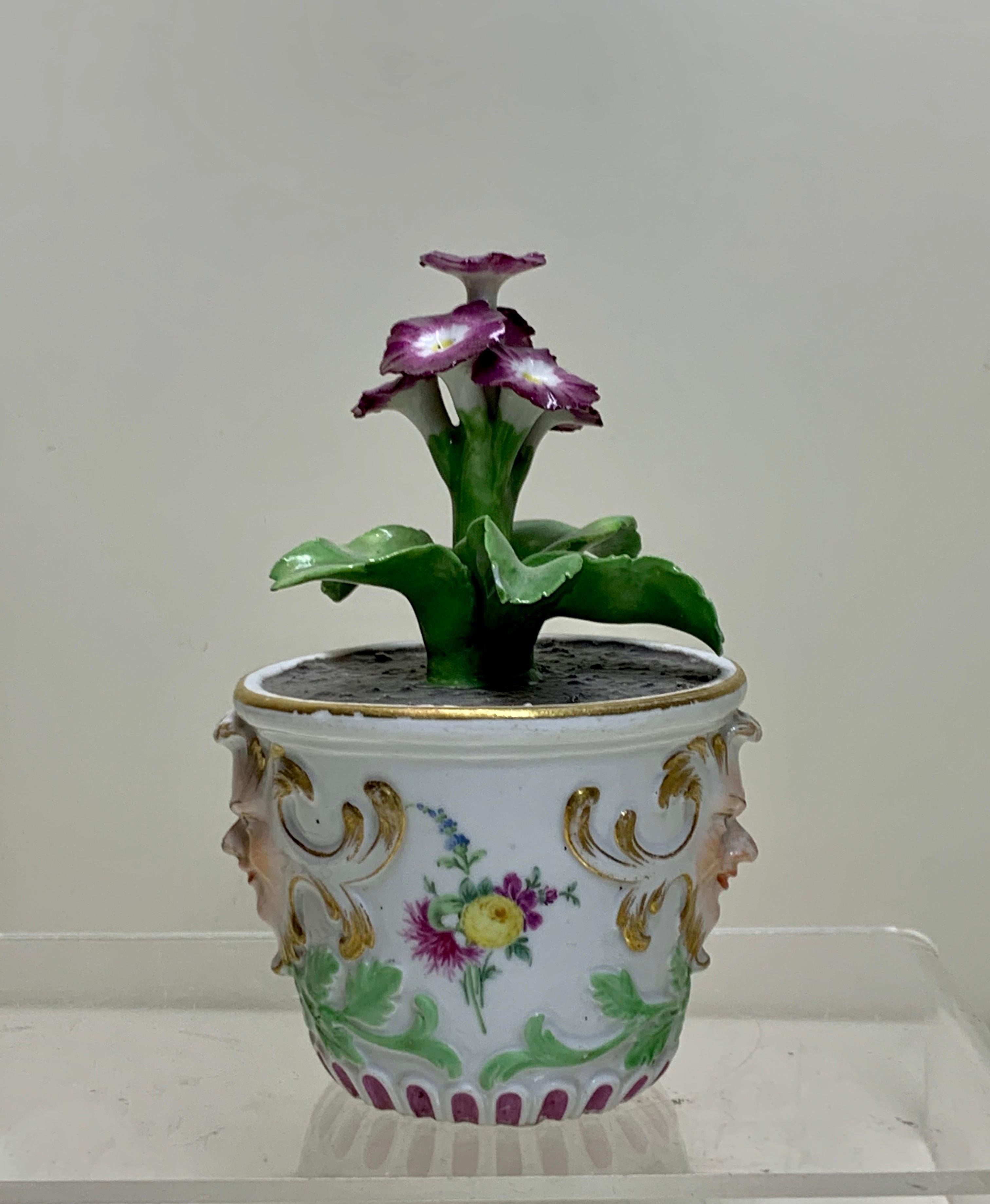 Late 18th Century Rare Meissen Marcolini Flower Plant in a Tub circa 1780 Porcelain For Sale