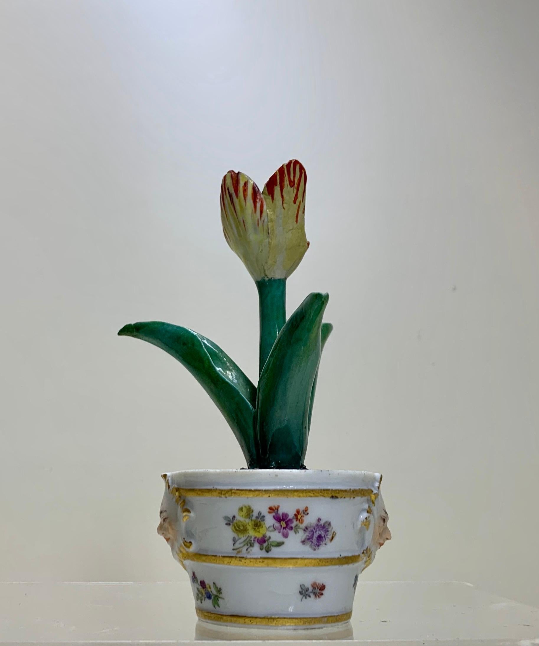 A Superb Meissen Marcolini tulip in a tub, Circa 1780.
Fine quality Meissen porcelain model of a flowerpot, modelled as cylindrical tub enhanced in gilt with 2 mythological masks on the sides, these are made in the marcolini period a time when