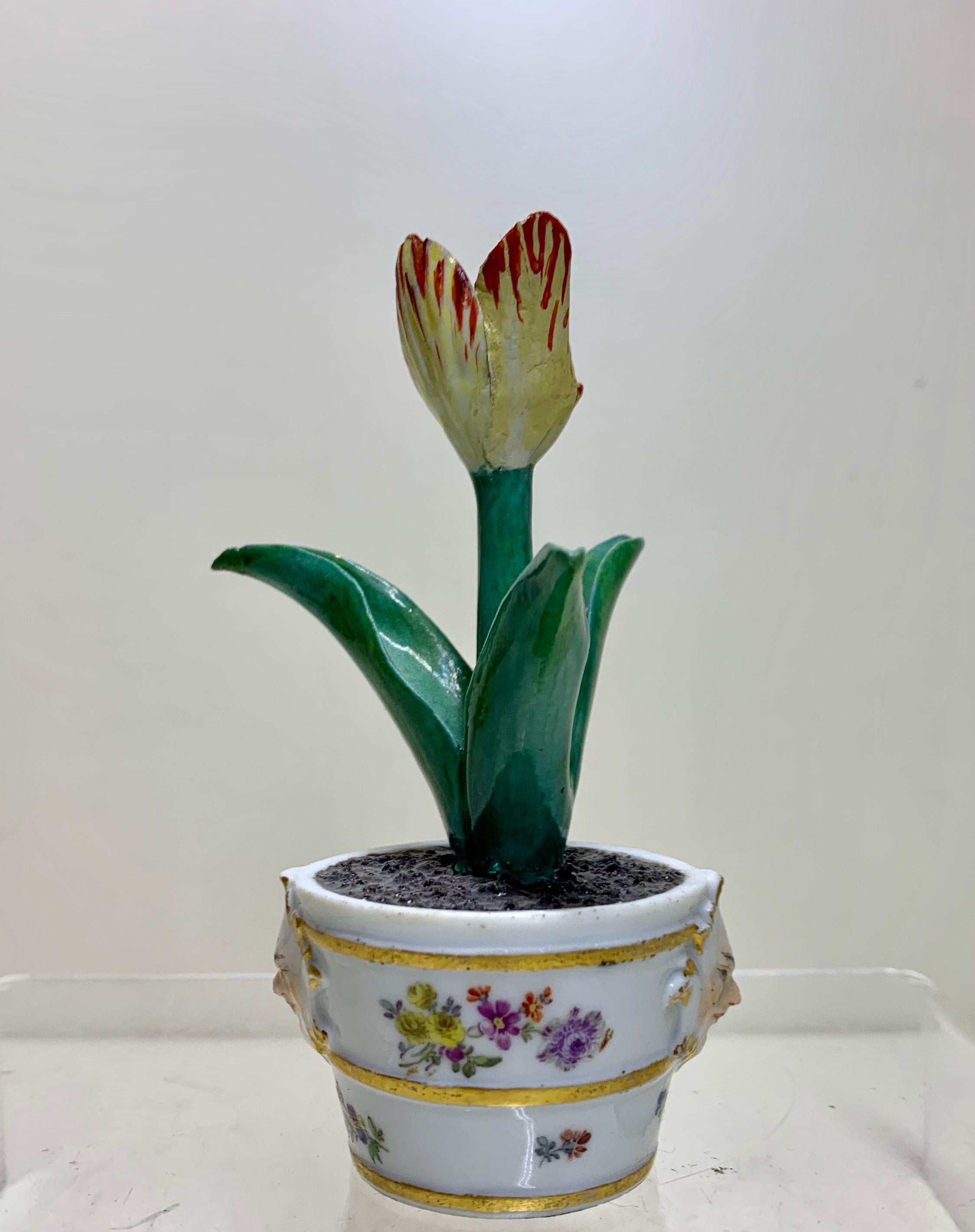 German Rare Meissen Marcolini Tulip in a Tub circa 1780 Porcelain For Sale